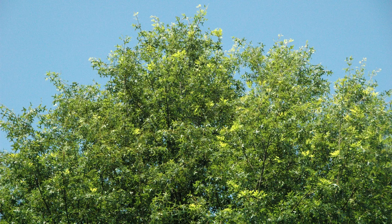 Scarlet Oak (Quercus Coccinea) — This oak prefers well-drained acidic soils and is tolerant of drought once established; meaning it can withstand, image 59