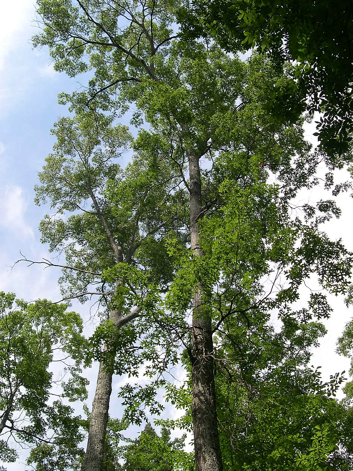 Scarlet Oak (Quercus Coccinea) — A stately choice for larger landscapes needing a splash of seasonal color; ranging from scarlet to russet, image 72