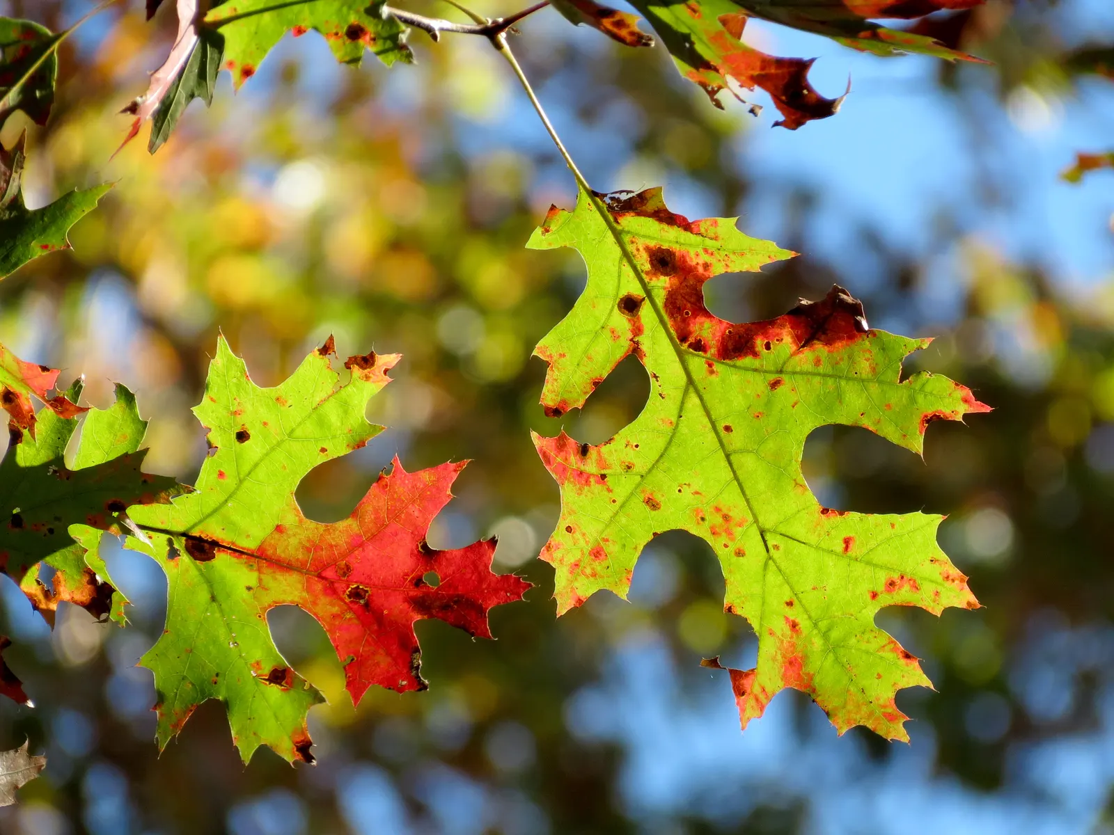 Scarlet Oak (Quercus Coccinea) — Adaptable to various soils, it prefers full sun; its leaves, 3-6 inches long, turn a brilliant scarlet in fall, image 48