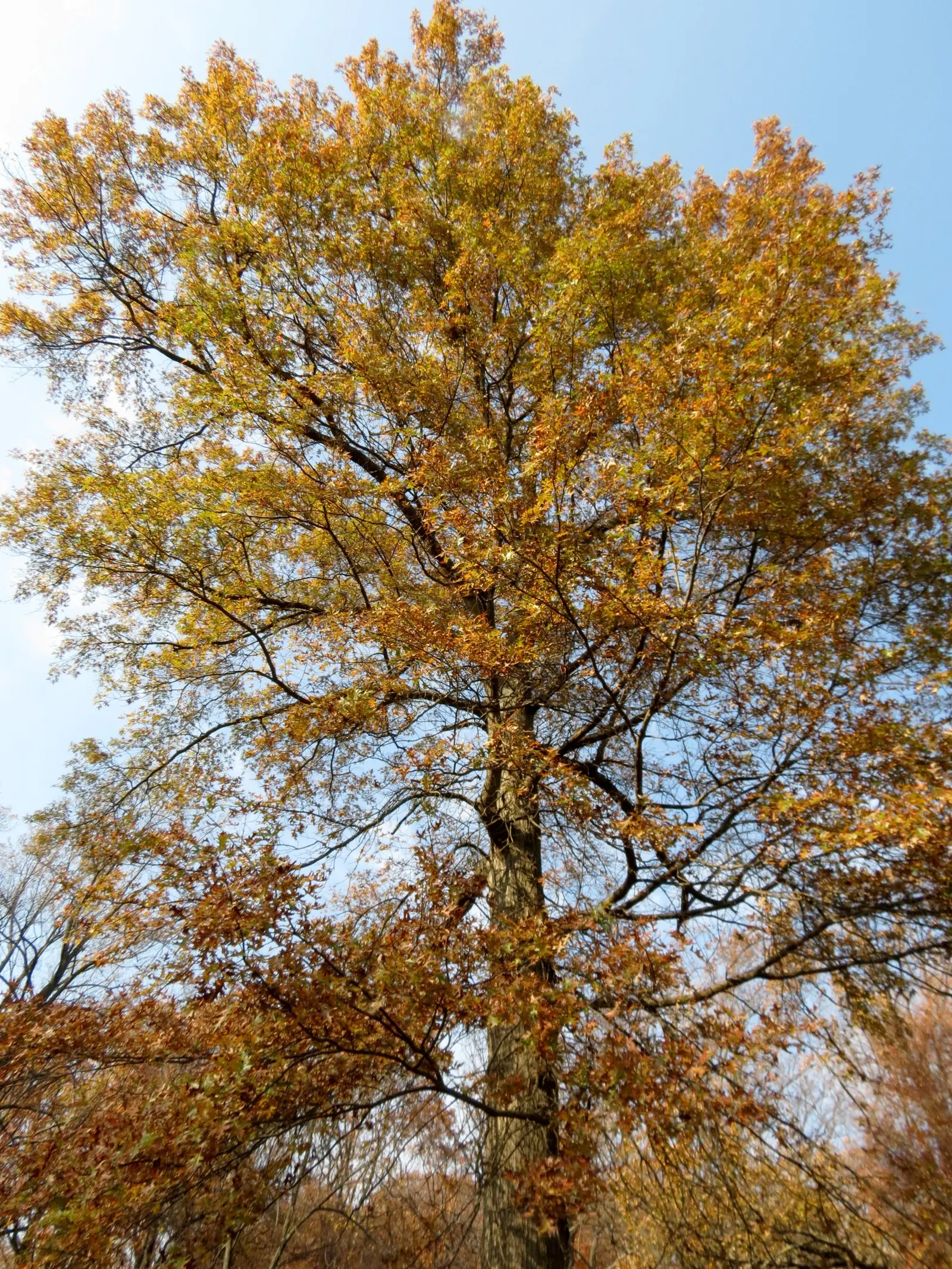 Scarlet Oak (Quercus Coccinea) — meaning it can withstand minimum temperatures down to -30&deg;F