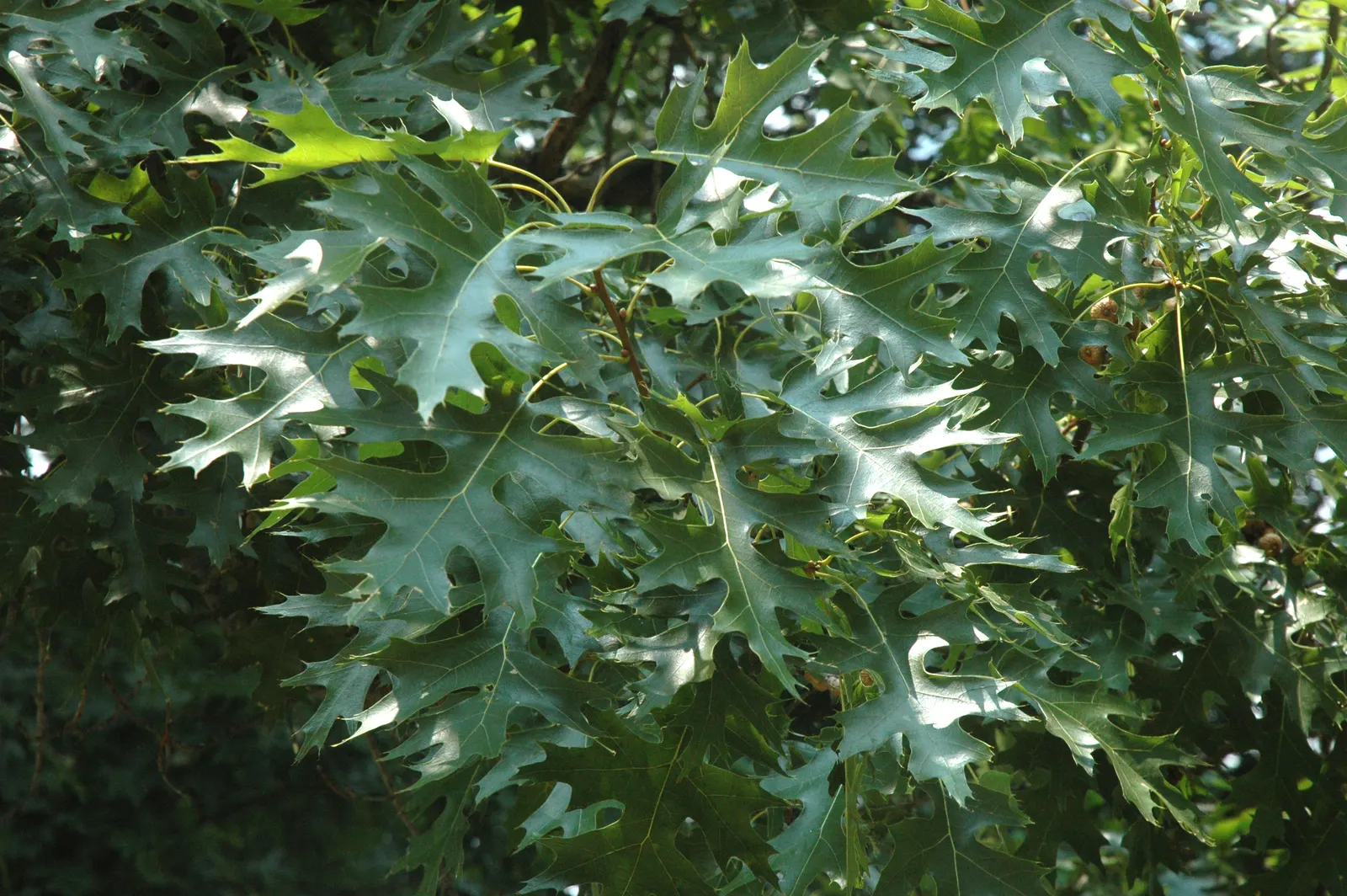 Scarlet Oak (Quercus Coccinea) — known botanically as Quercus coccinea