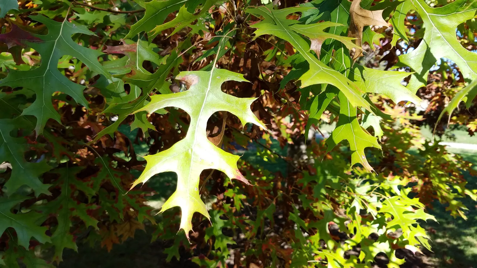 Scarlet Oak (Quercus Coccinea) — Its leaves, 3-6 inches long, turn a brilliant scarlet in fall; which can grow up to 7 inches long, image 47