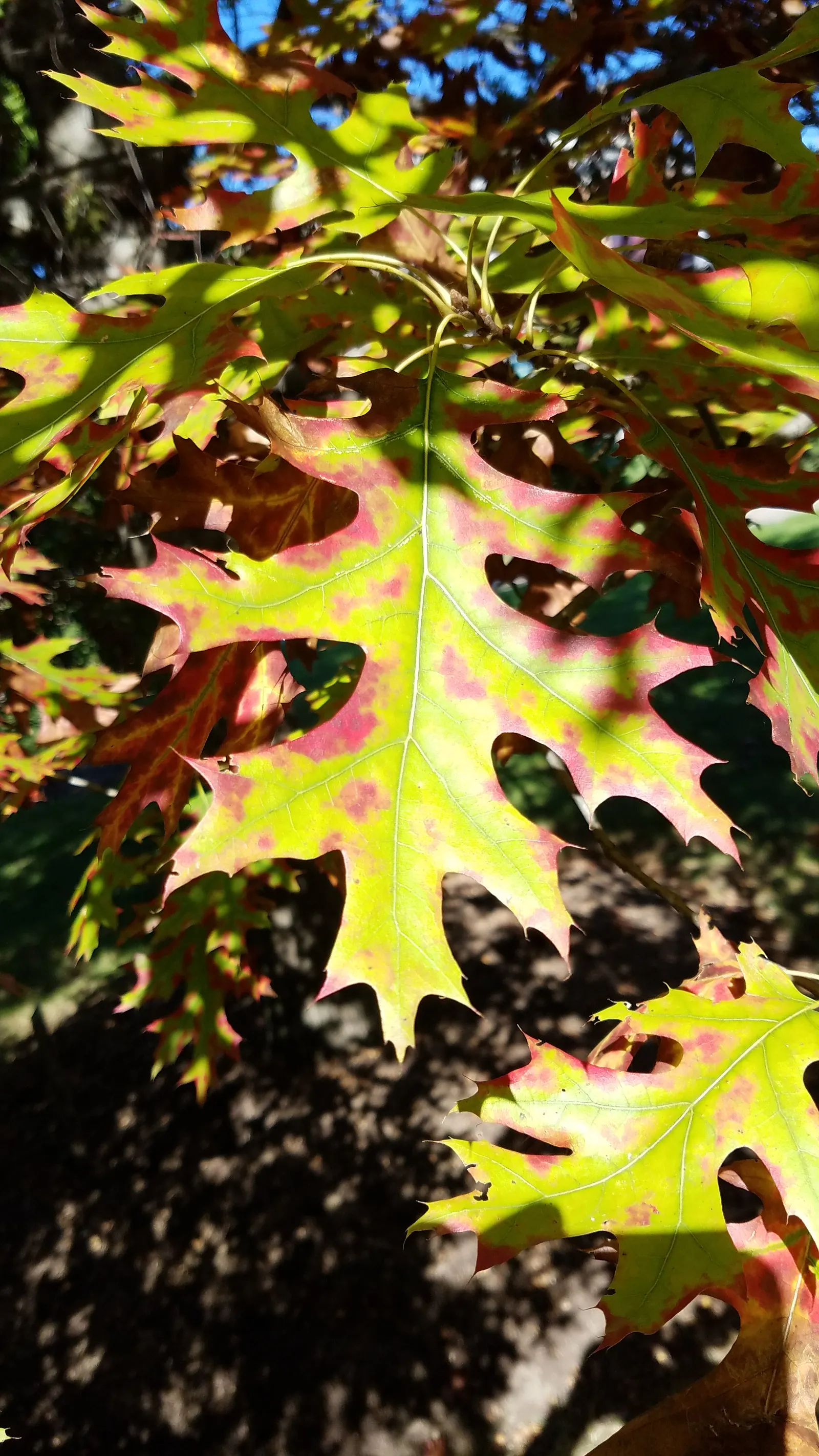 Scarlet Oak (Quercus Coccinea) — providing food and habitat for an array of bird species; the tree's acorns, about 1 inch long, support local wildlife