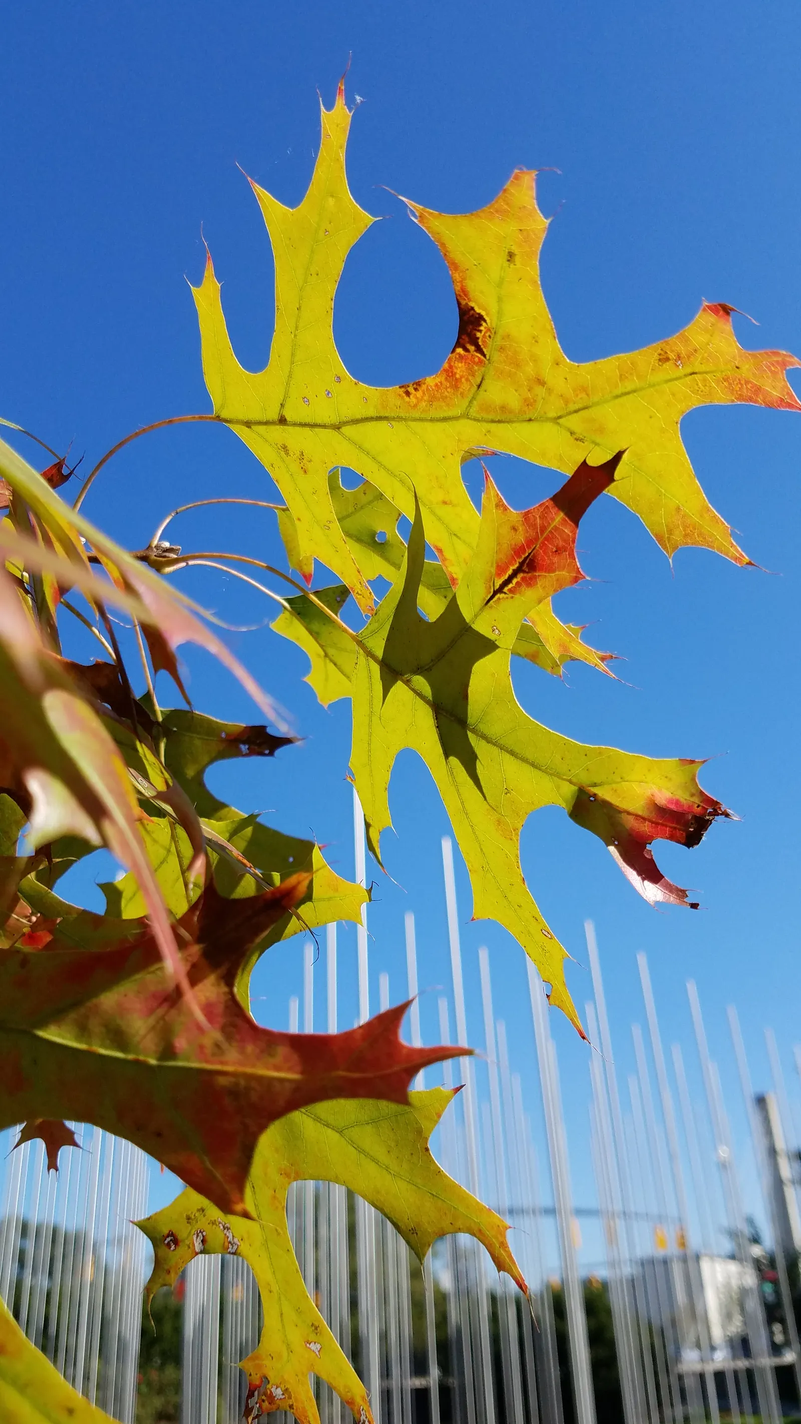 Scarlet Oak (Quercus Coccinea) — This oak prefers well-drained acidic soils and is tolerant of drought once established