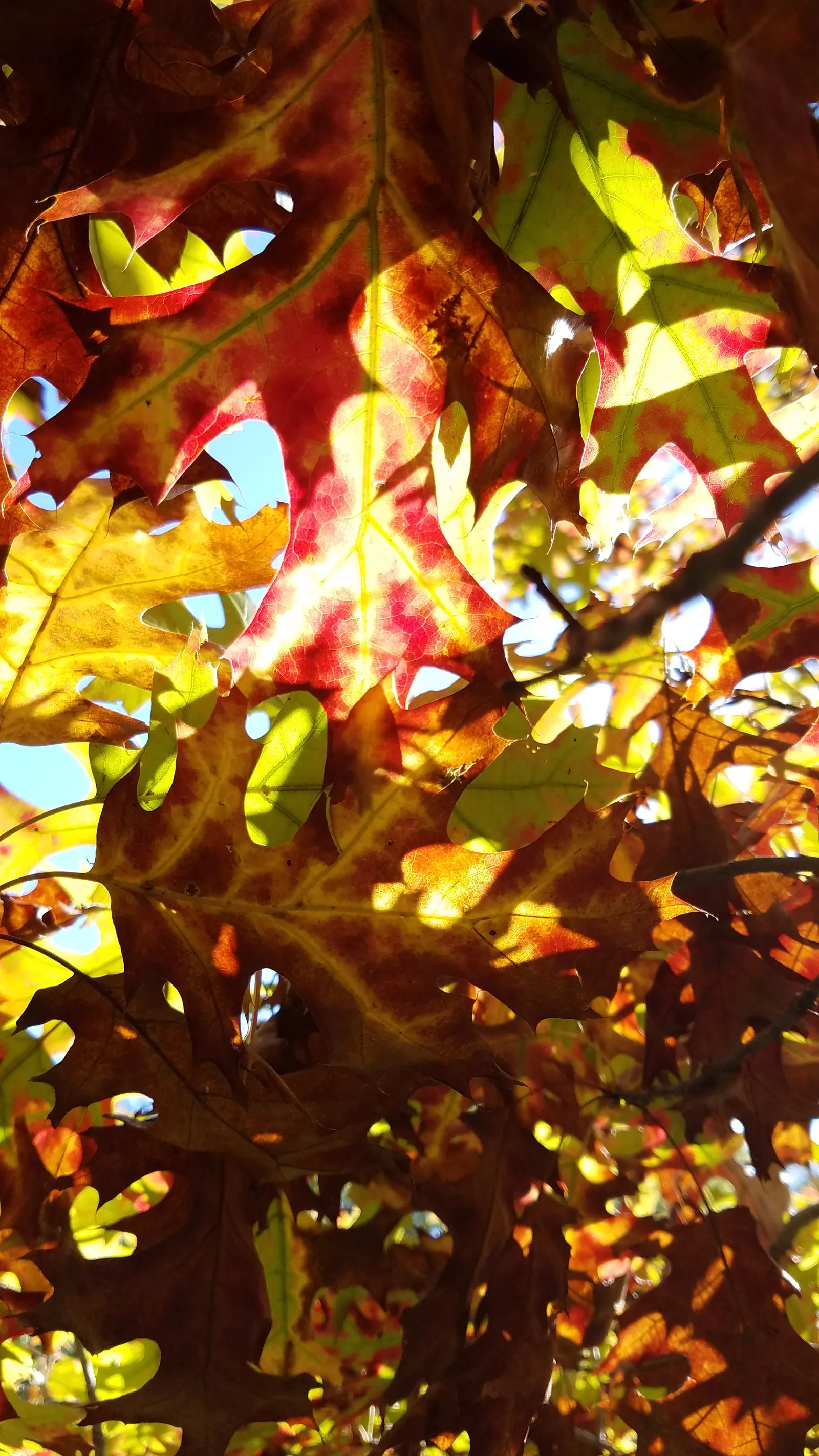 Scarlet Oak (Quercus Coccinea) — Originating from the Eastern United States; the Scarlet Oak (Quercus coccinea) is a majestic deciduous tree, appreciated for