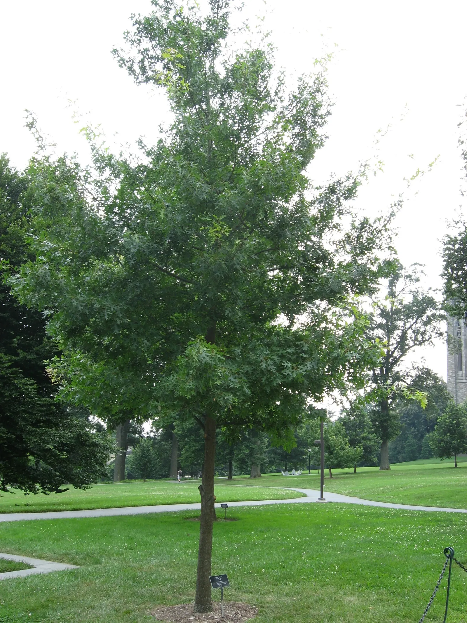 Scarlet Oak (Quercus Coccinea) — where its stately form and seasonal transitions can be fully appreciated.<br><br>Growing at a moderate rate; this oak prefers