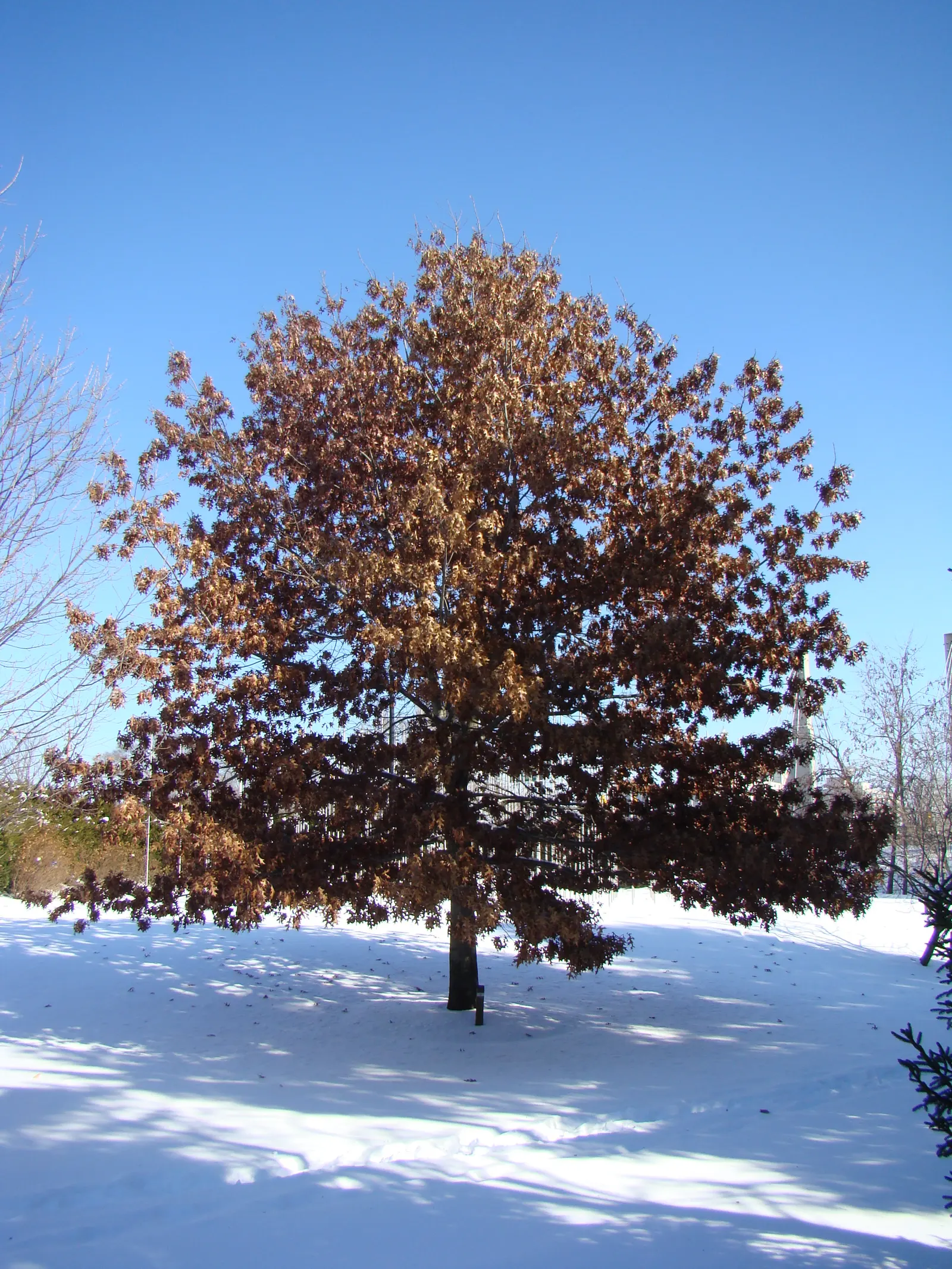 Scarlet Oak (Quercus Coccinea) — meaning it can withstand minimum temperatures down to -30&deg;F; title: Scarlet Oak (Quercus coccinea) - A, image 58