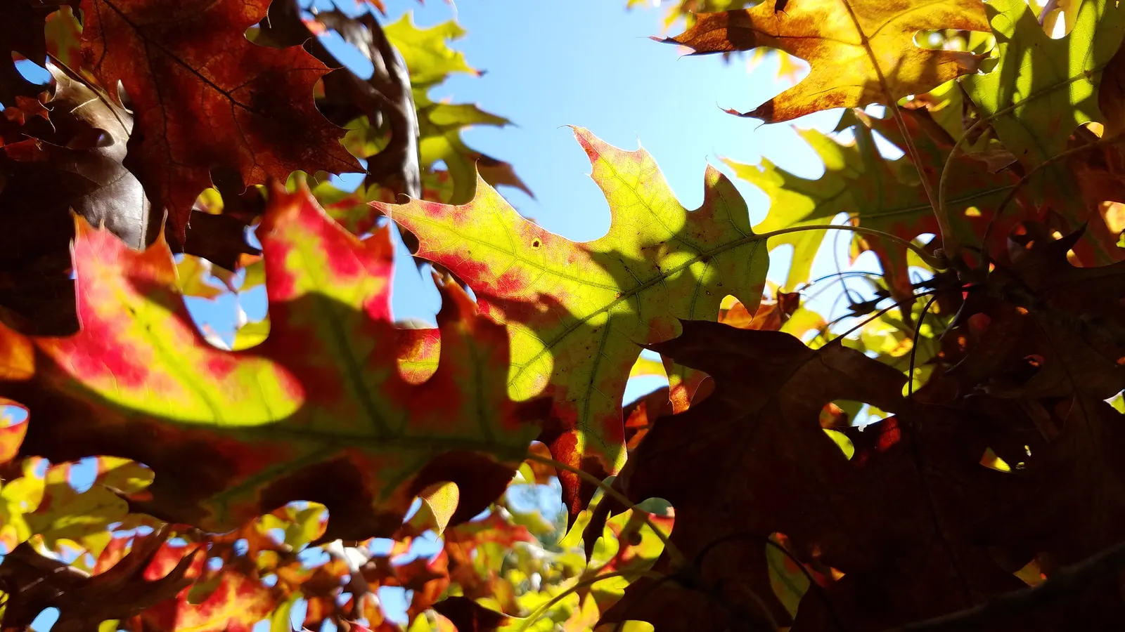 Scarlet Oak (Quercus Coccinea) — known botanically as Quercus coccinea; is a striking deciduous tree renowned for its vibrant autumnal display, image 74