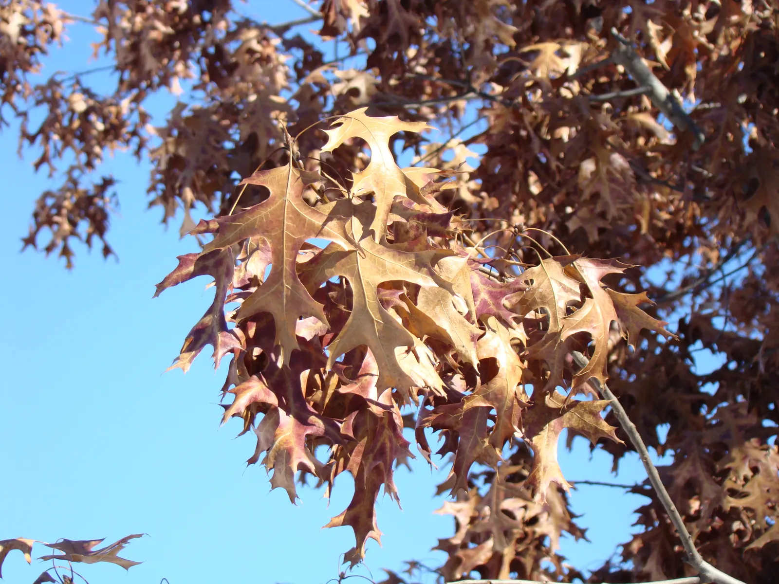 Scarlet Oak (Quercus Coccinea) — This oak also supports wildlife; providing food and habitat for an array of bird species, image 63