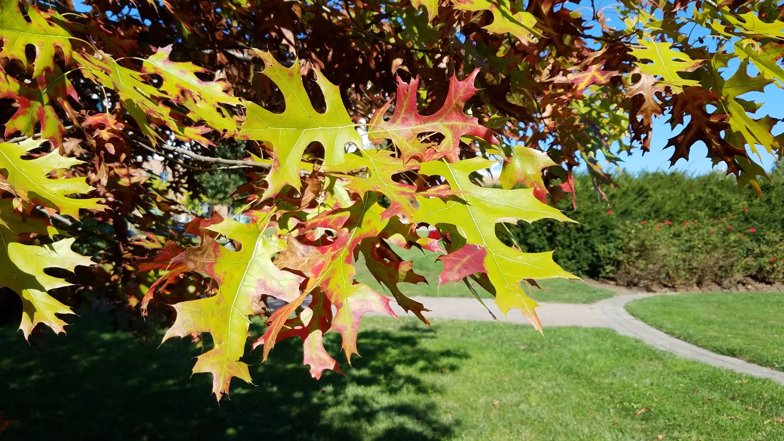 Scarlet Oak (Quercus Coccinea) — It reaches 70-80 ft high with a 40-50 ft spread; this species is an excellent choice for large landscape designs