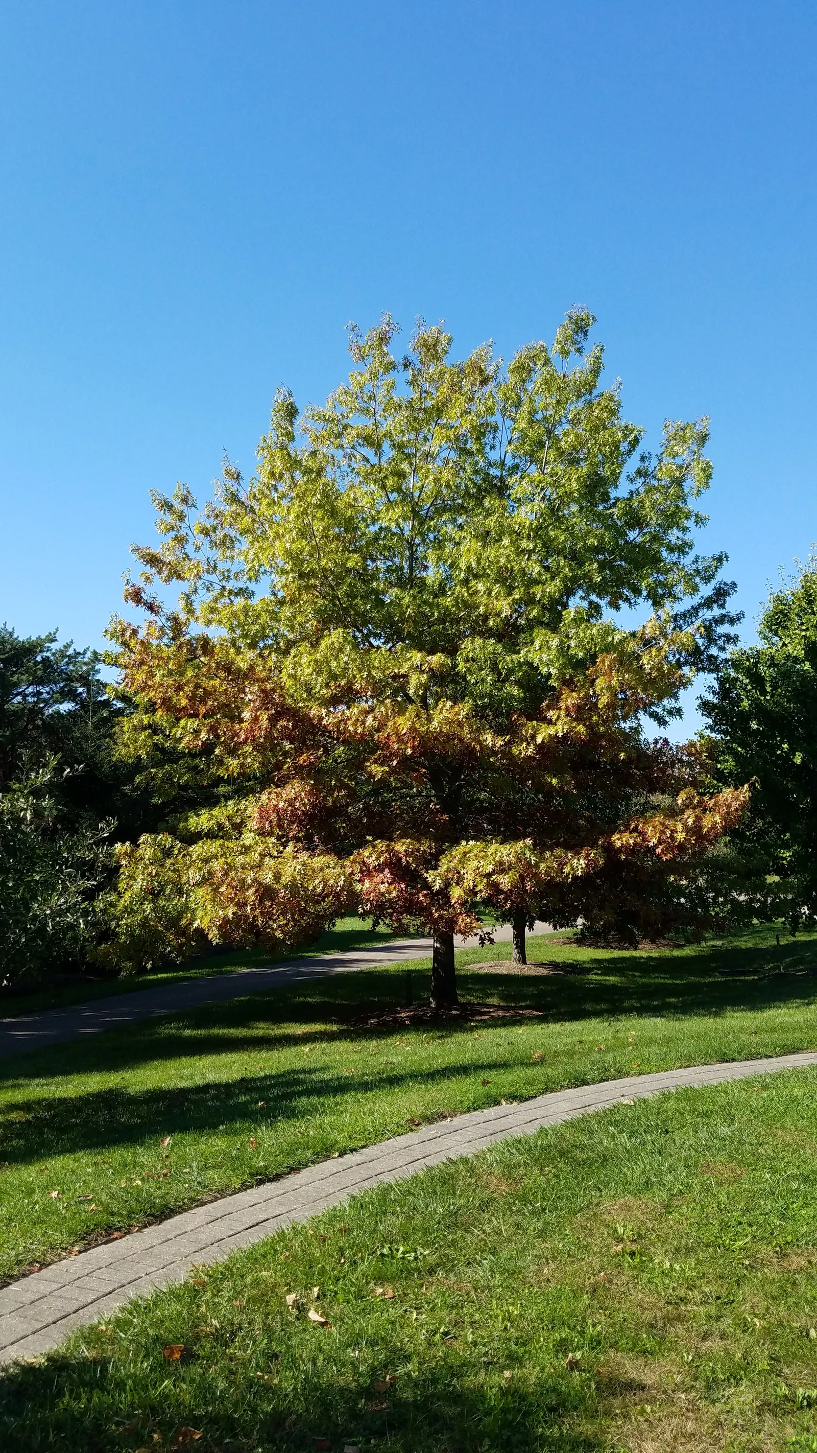 Scarlet Oak (Quercus Coccinea) — It reaches 70-80 ft high with a 40-50 ft spread