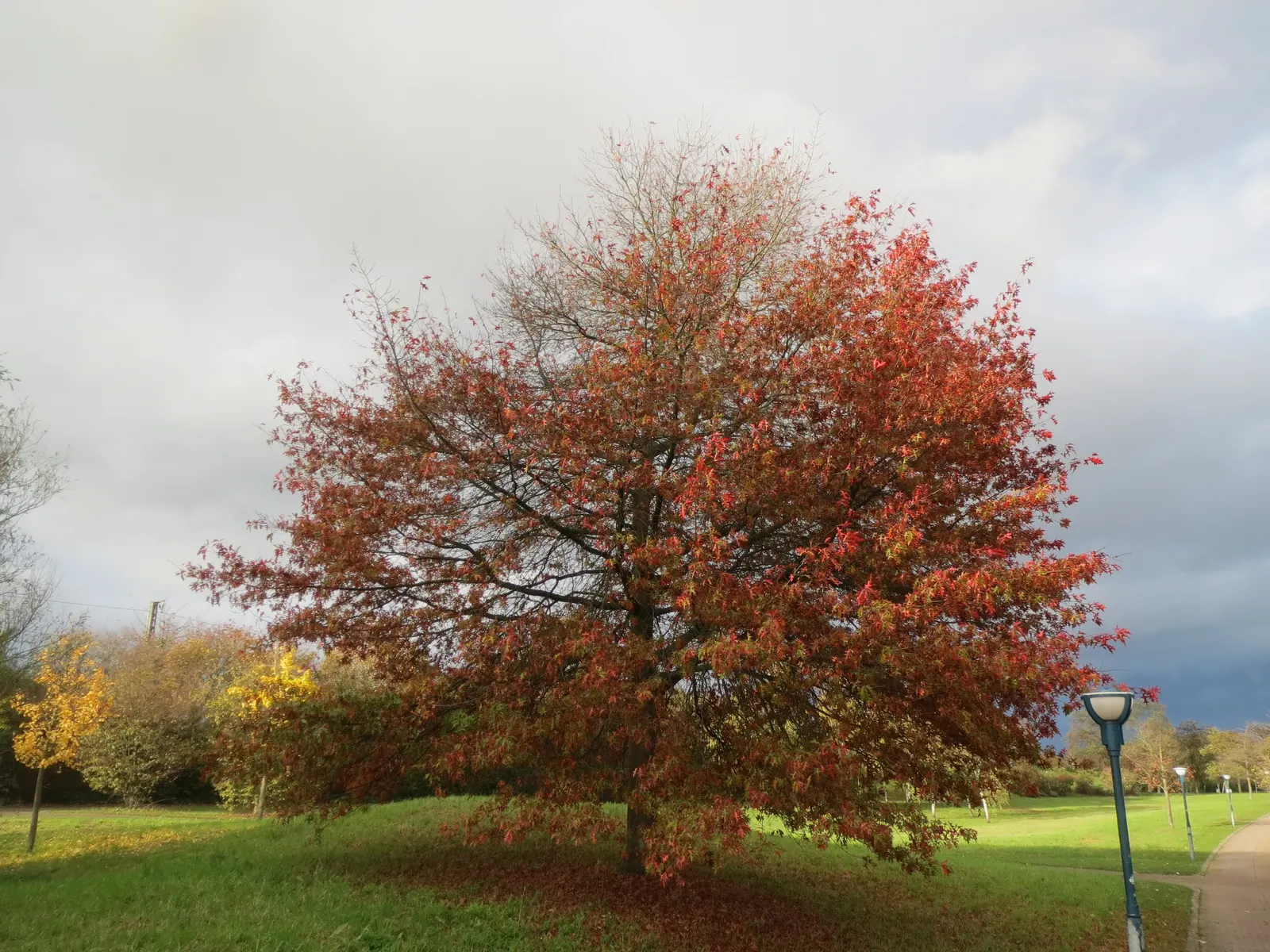 Scarlet Oak (Quercus Coccinea) — this species is an excellent choice for large landscape designs