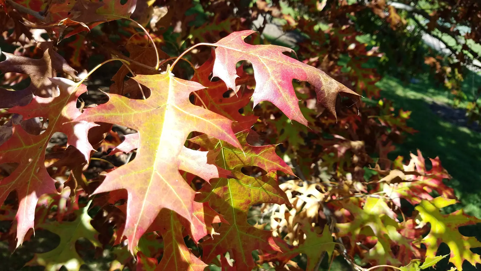 Scarlet Oak (Quercus Coccinea) — This oak also supports wildlife