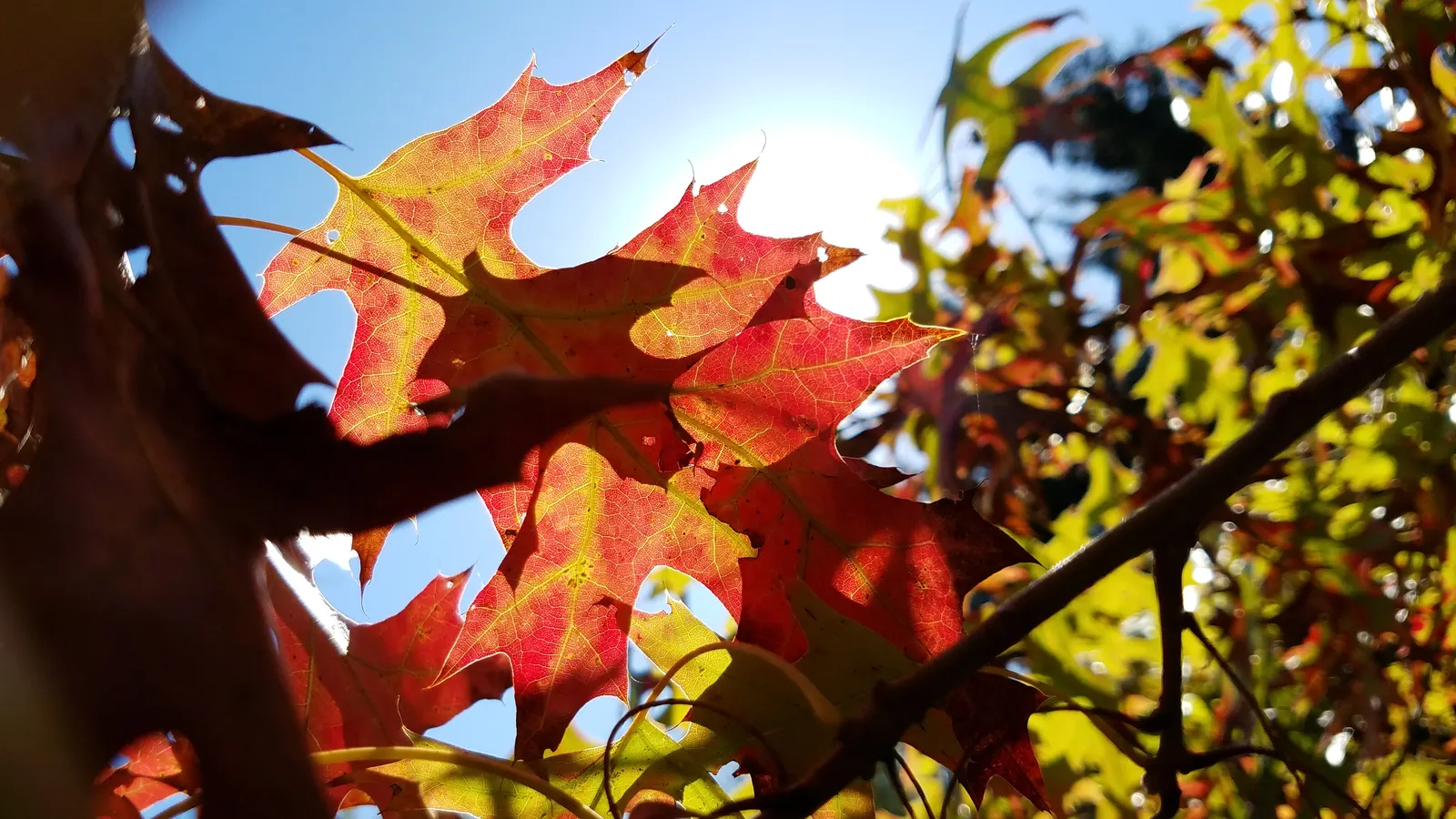 Scarlet Oak (Quercus Coccinea) — providing food and habitat for an array of bird species; the tree's acorns, about 1 inch long, support local, image 86