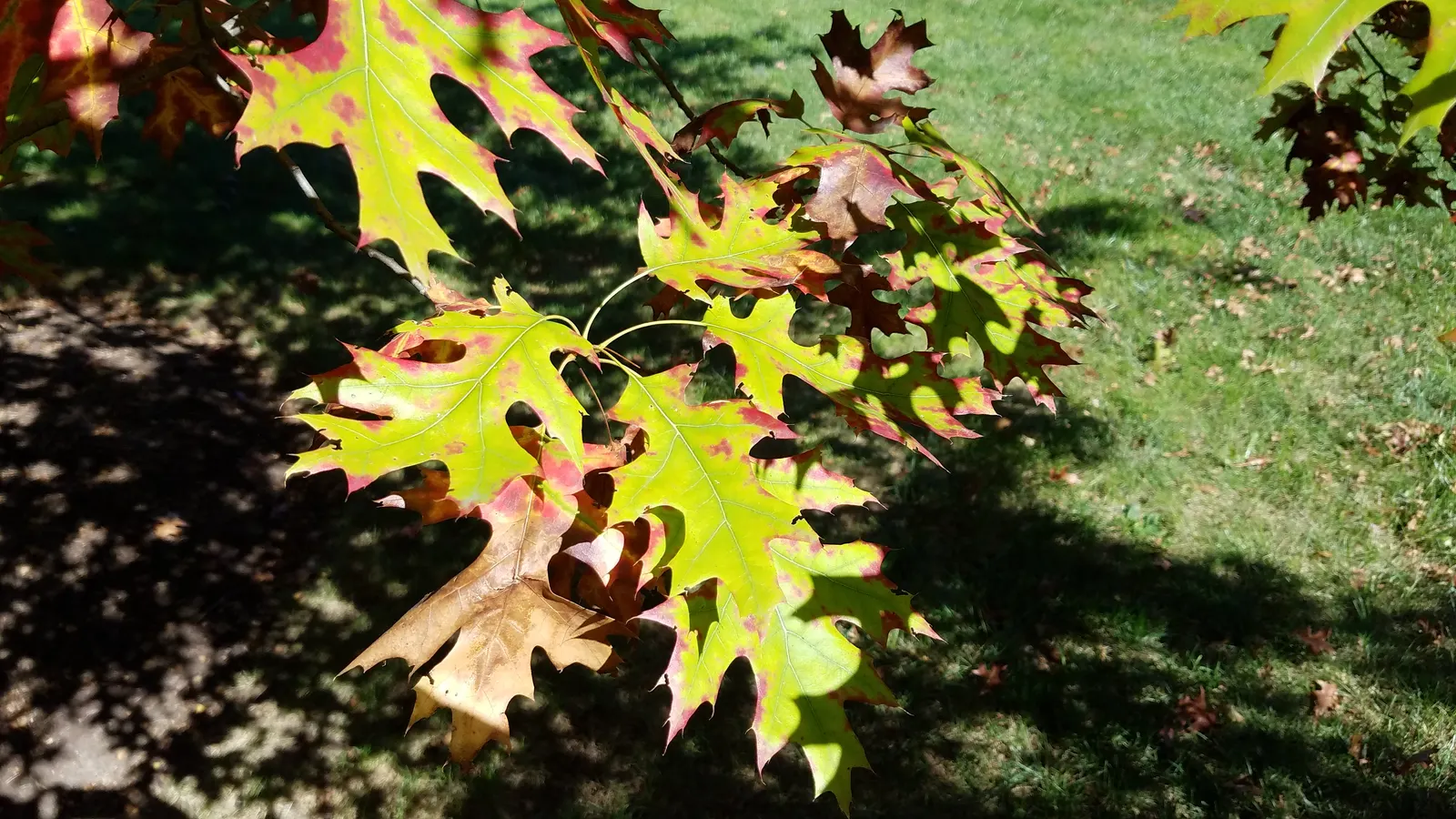 Scarlet Oak (Quercus Coccinea) — meaning it can withstand minimum temperatures down to -30&deg;F; title: Scarlet Oak (Quercus coccinea) - A, image 80