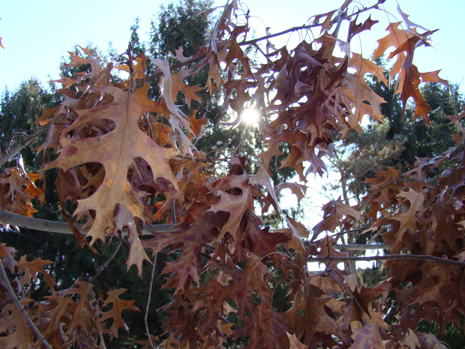 Scarlet Oak (Quercus Coccinea) — The Scarlet Oak (Quercus coccinea) is a majestic deciduous tree, appreciated for its vibrant autumn display