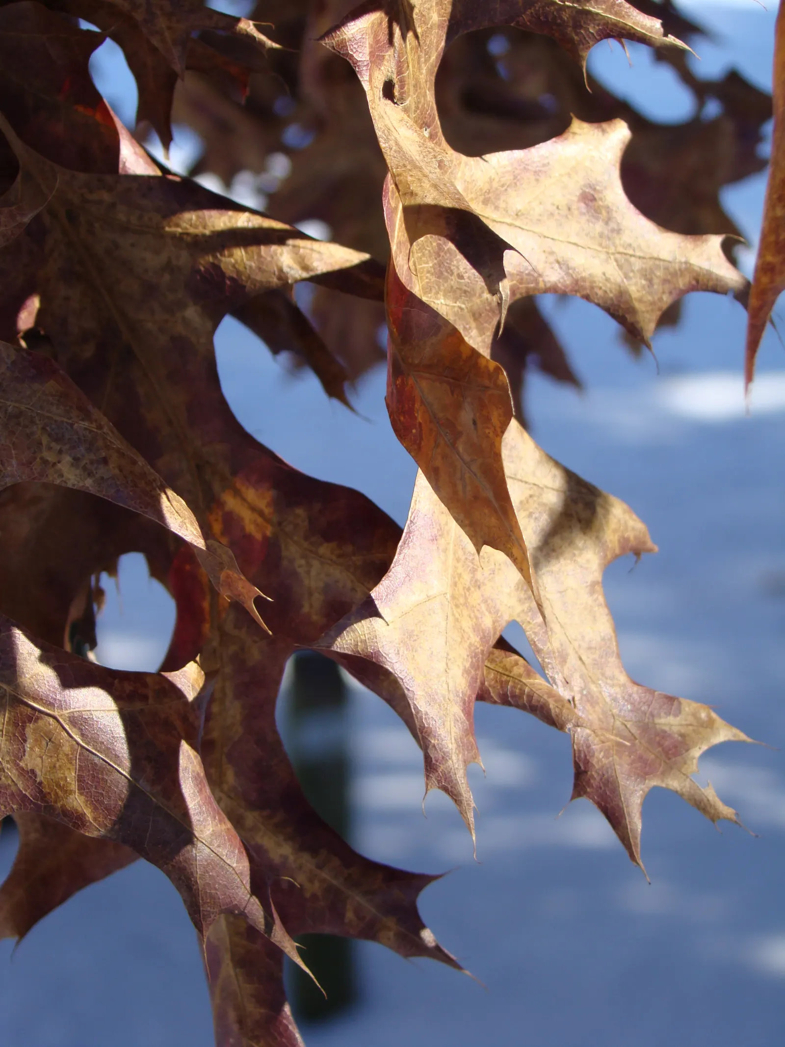 Scarlet Oak (Quercus Coccinea) — It reaches 70-80 ft high with a 40-50 ft spread; this species is an excellent choice for large landscape designs, image 46
