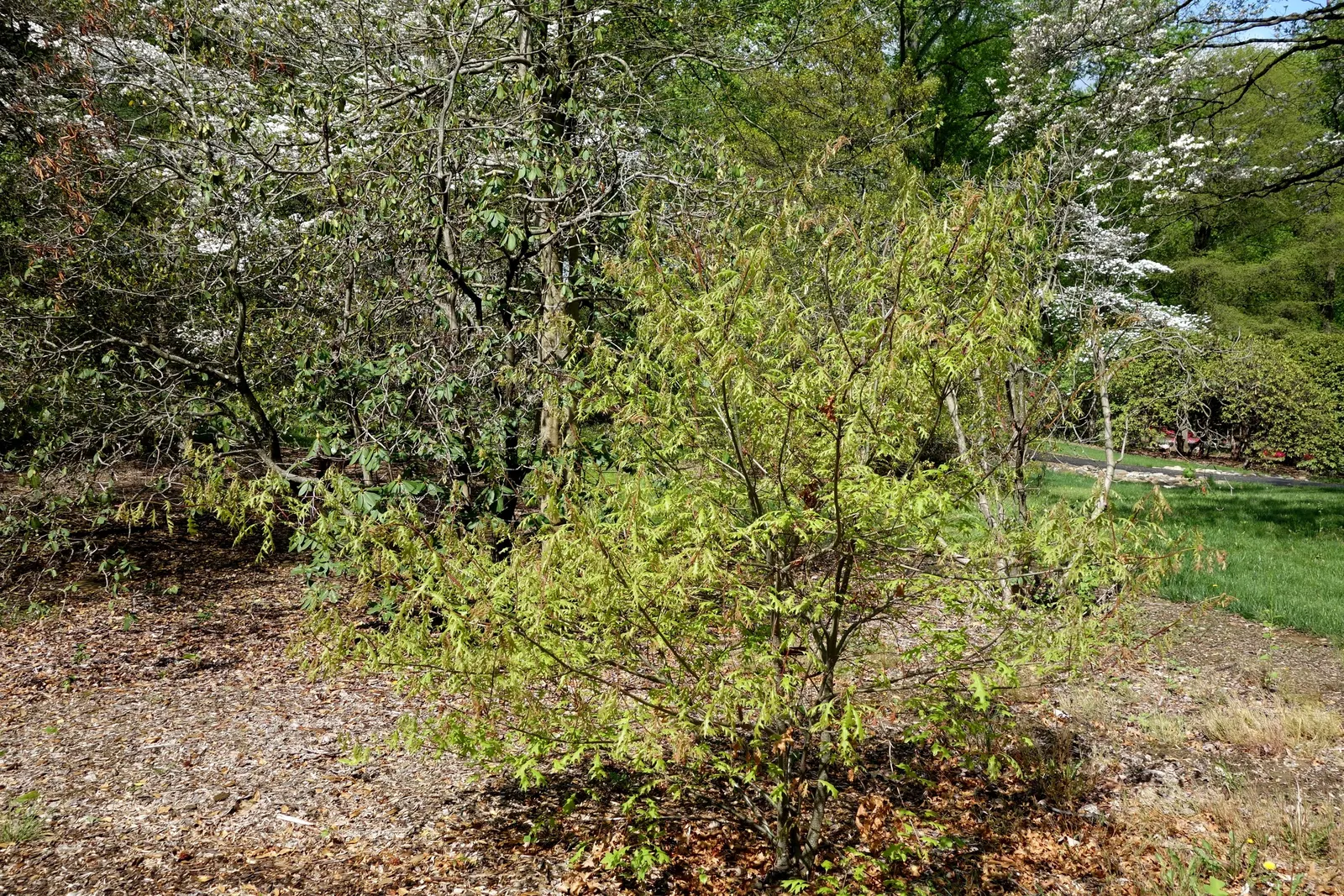 Scarlet Oak (Quercus Coccinea) — Adaptable to various soils, it prefers full sun; its leaves, 3-6 inches long, turn a brilliant scarlet in fall, image 70