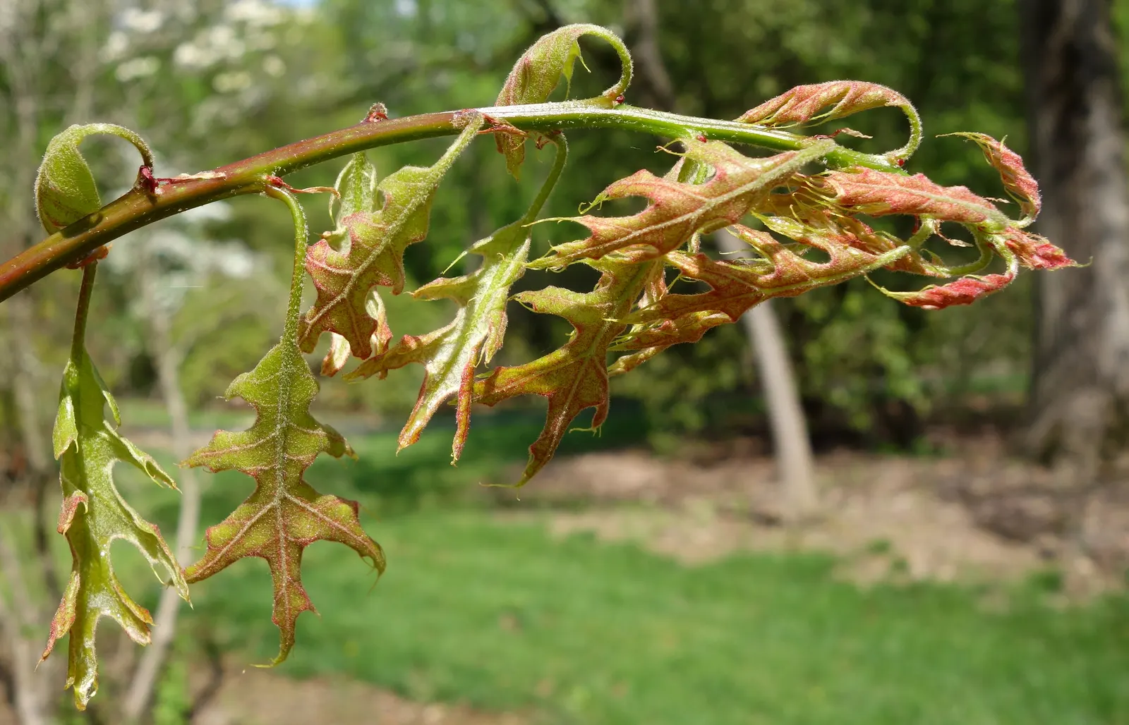Scarlet Oak (Quercus Coccinea) — which can grow up to 7 inches long; it thrives in USDA Hardiness Zones 4 through 9, image 62
