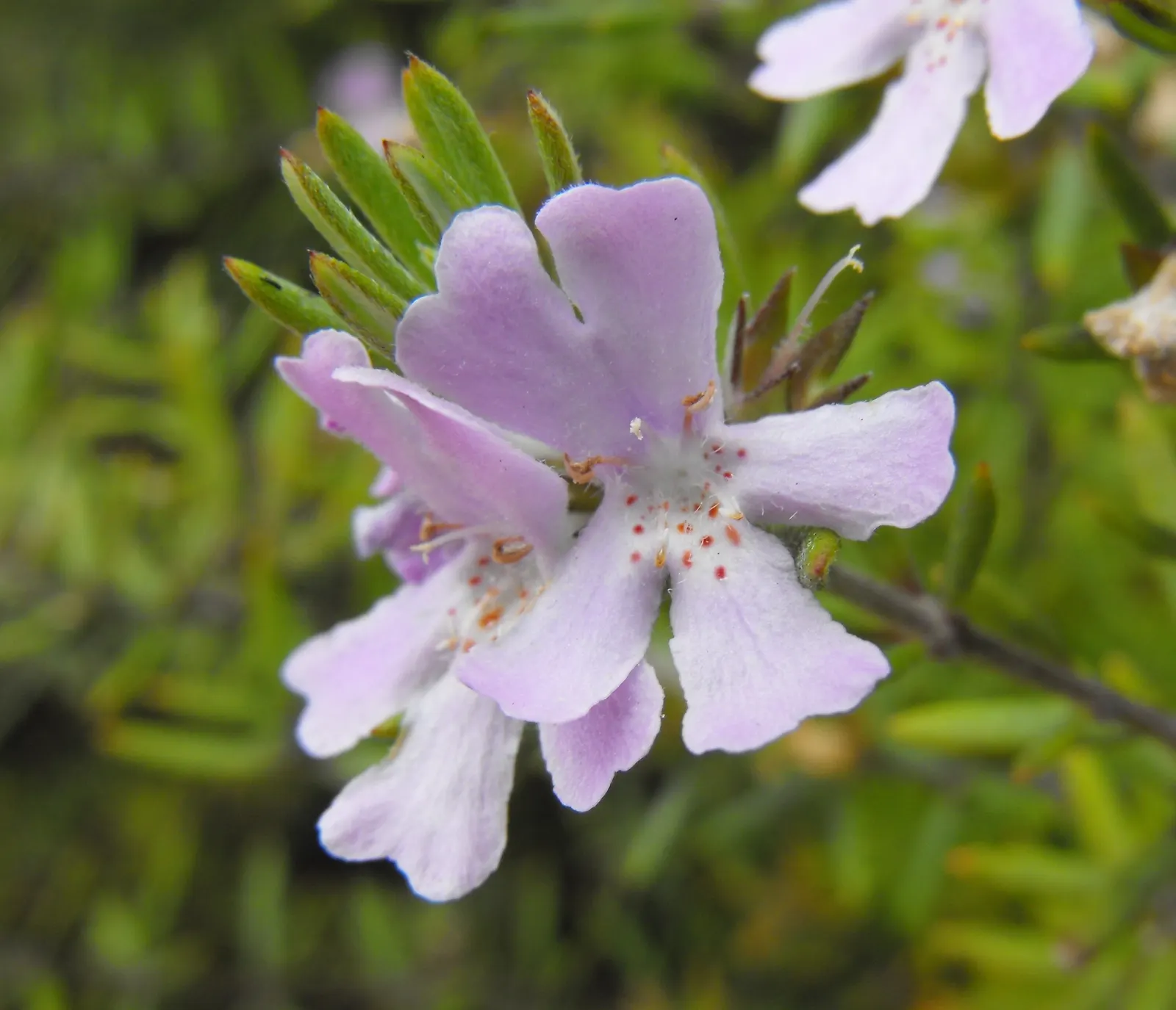 Westringia Wynyabbie Gem (Westringia 'Wynyabbie Gem') — Westringia 'Wynyabbie Gem' is a versatile shrub, typically reaching 4-6 ft in height and width
