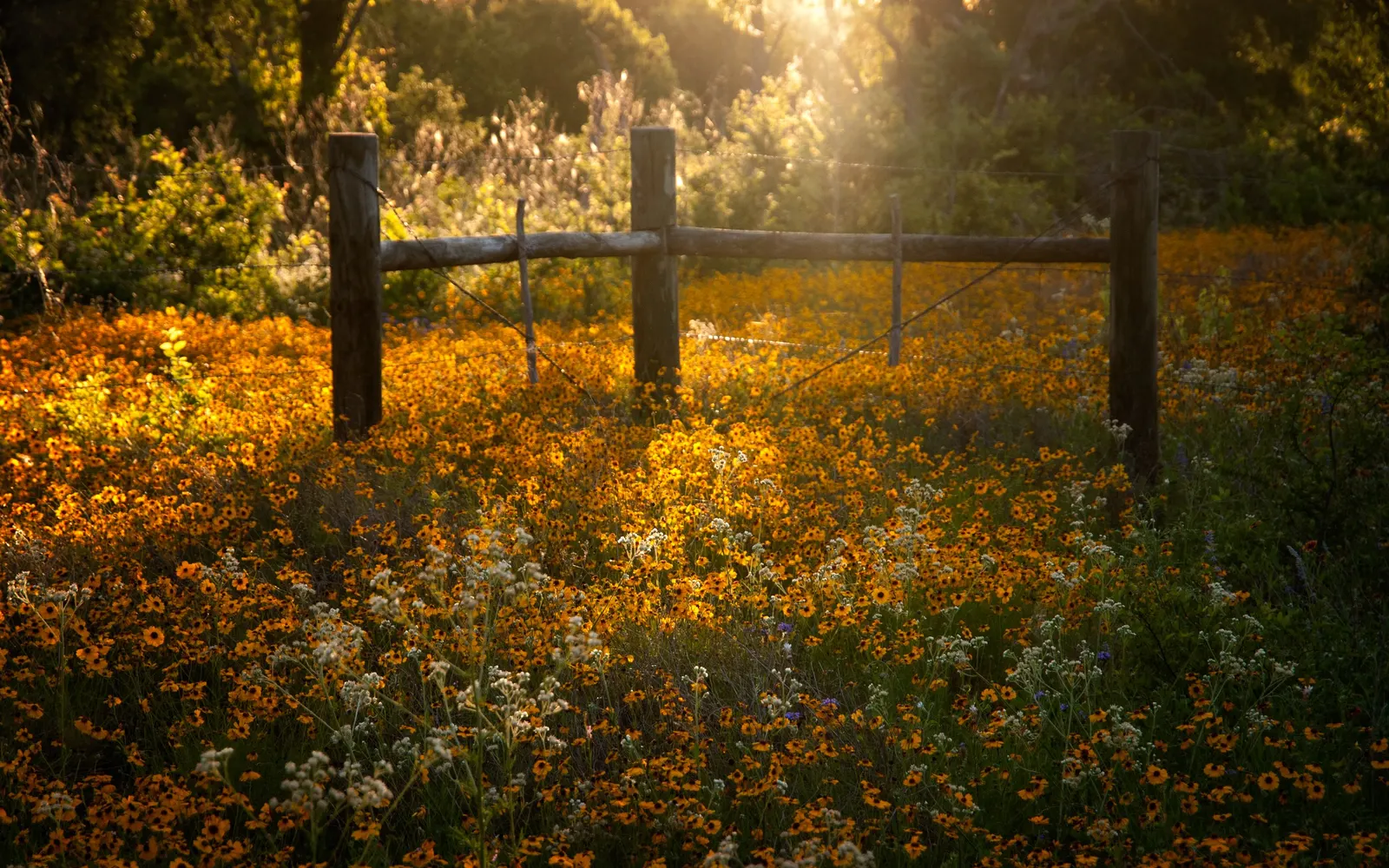 Ladybird Tickseed (Coreopsis 'Ladybird') — red flowers with yellow centers