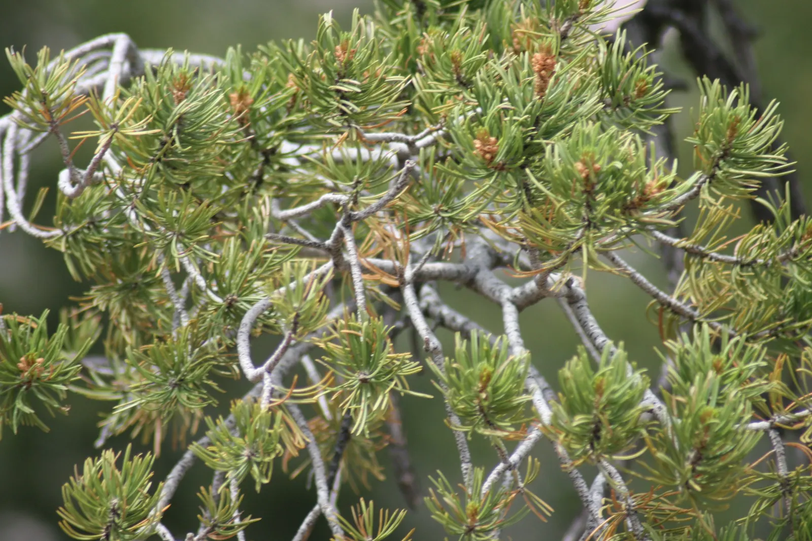 Pinon Pine, Pinyon Or Nut Pine (Pinus Edulis) — scaly bark in shades of gray to brown provides a striking contrast against its rich green needles