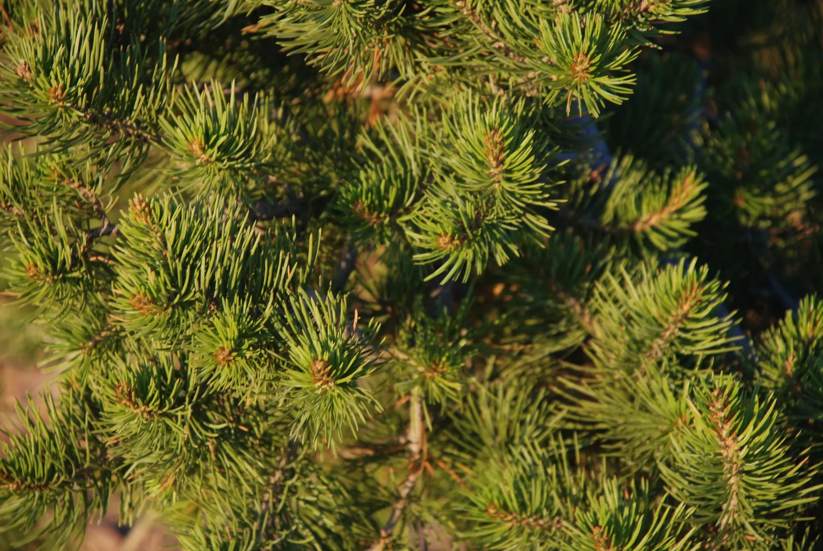 Pinon Pine, Pinyon Or Nut Pine (Pinus Edulis) — Prized for its edible nuts, this slow-growing conifer thrives in arid conditions, zones 4-8