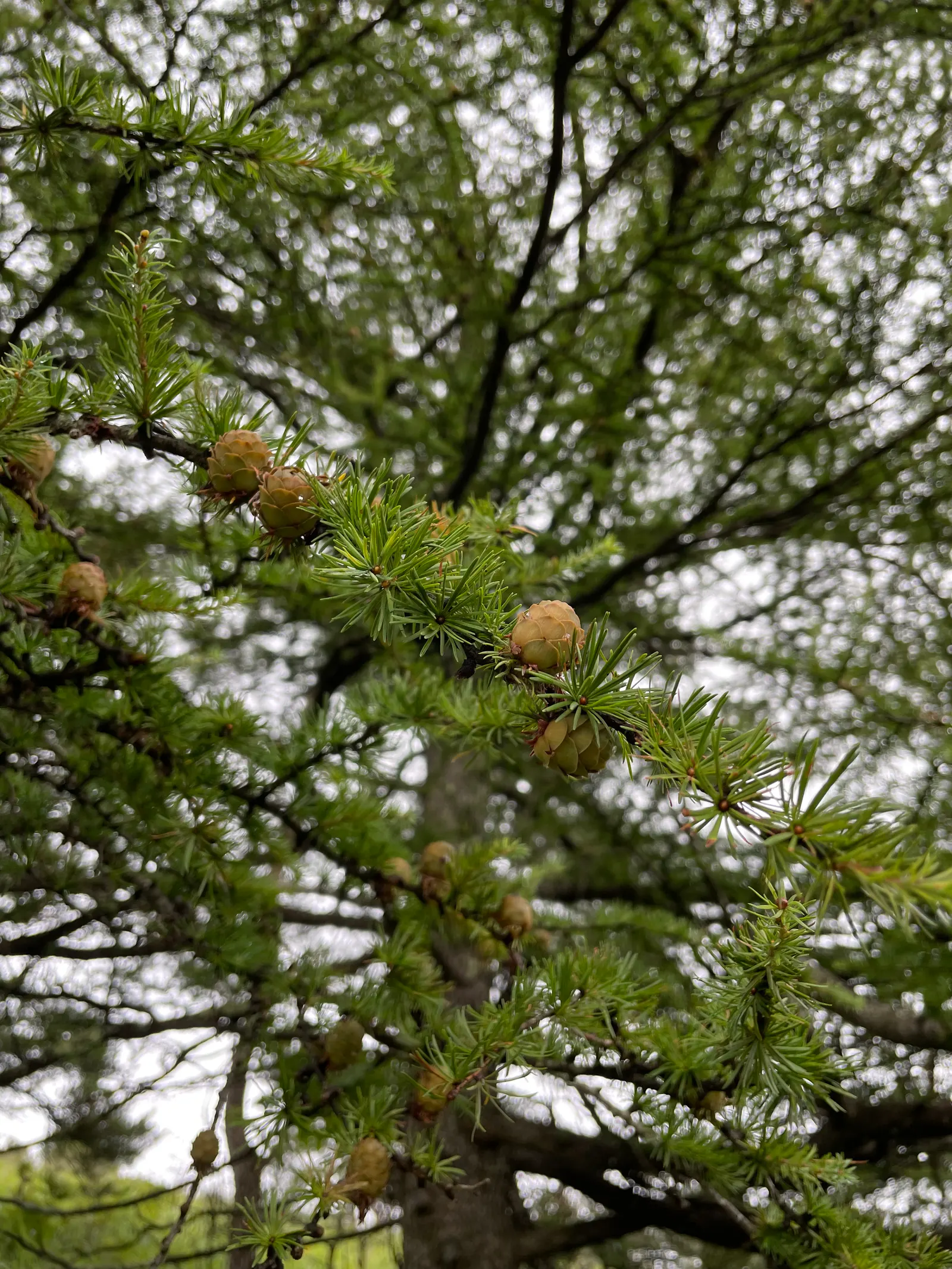 Pinon Pine, Pinyon Or Nut Pine (Pinus Edulis) — needing minimal supplemental irrigation
