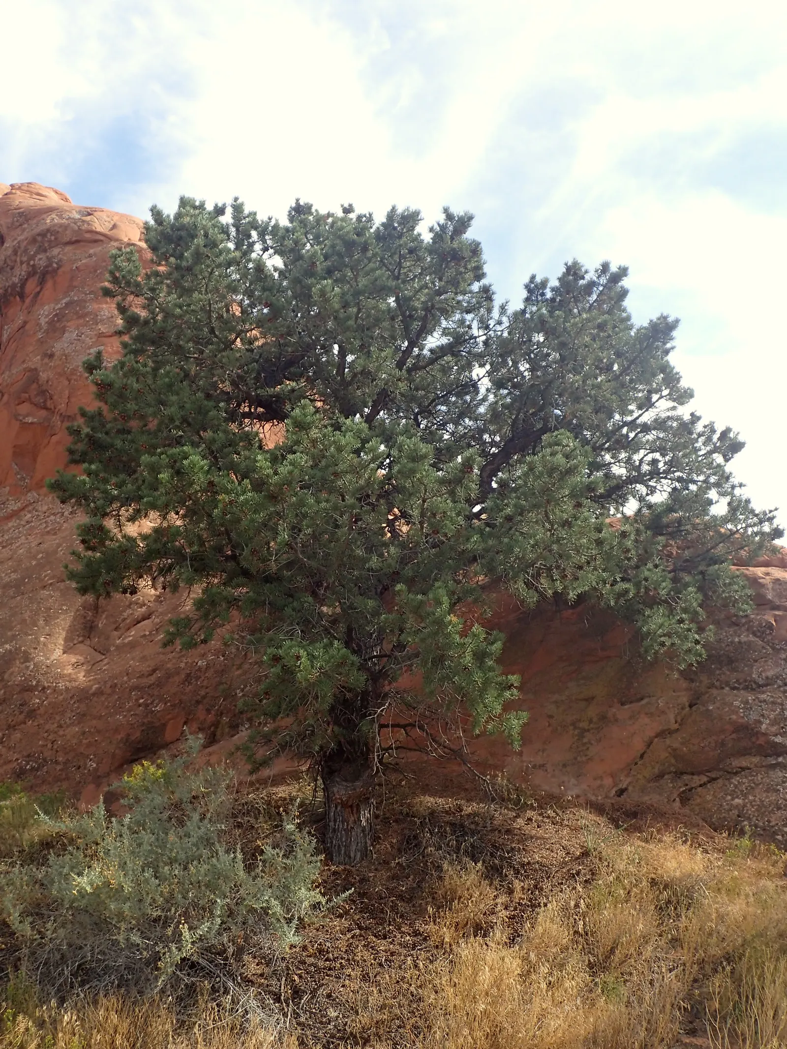 Pinon Pine, Pinyon Or Nut Pine (Pinus Edulis) — It features a rounded, compact form and dense foliage with short, bluish-green needles; providing year-round