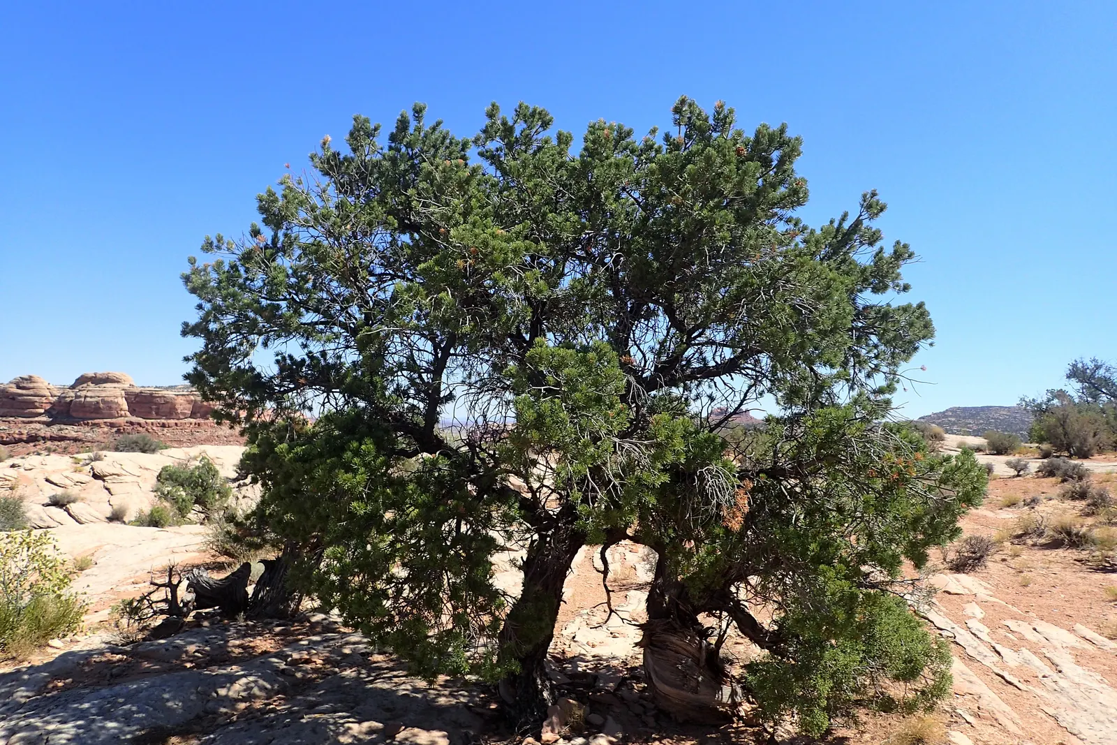 Pinon Pine, Pinyon Or Nut Pine (Pinus Edulis) — naturalistic appeal to landscapes; pi√±on Pines require well-drained soils and are highly tolerant of drought