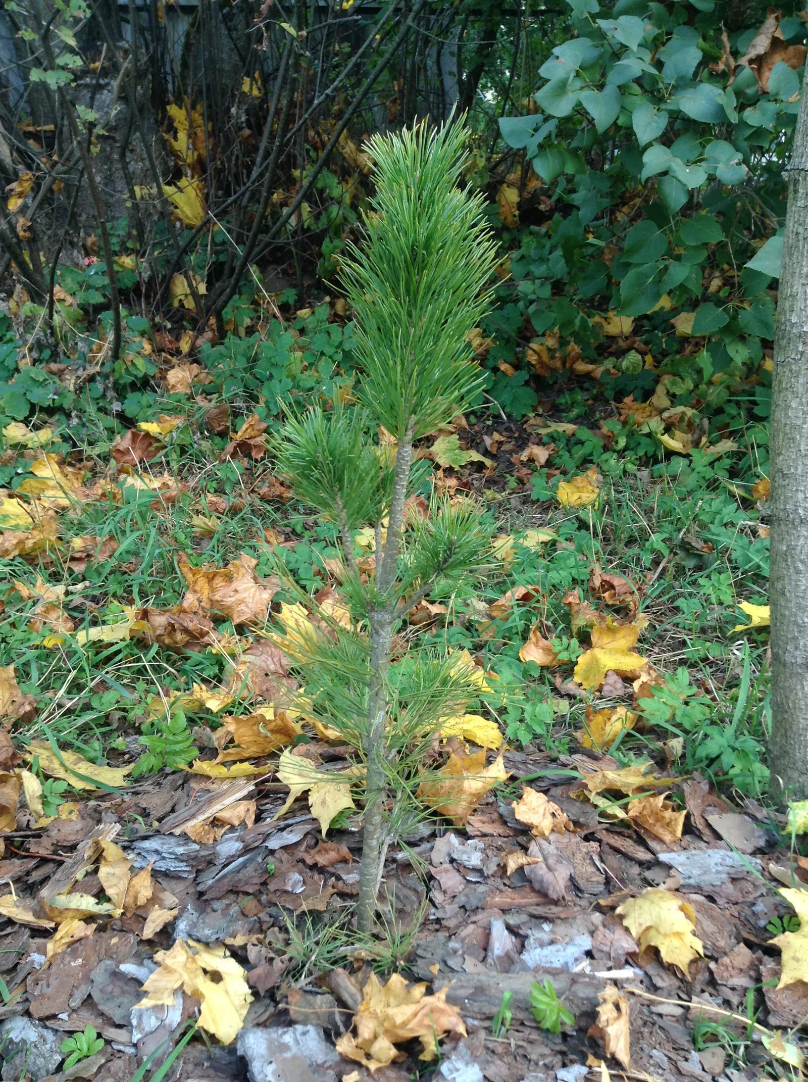 Pinon Pine, Pinyon Or Nut Pine (Pinus Edulis) — which are encased in cones approximately 1.5 to 2 inches long