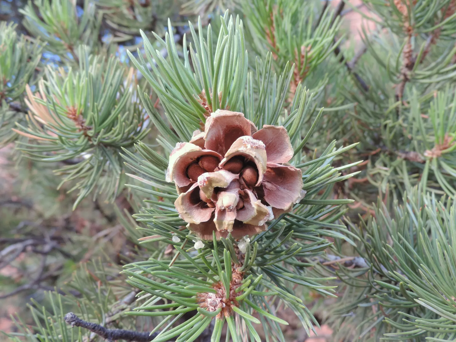 Pinon Pine, Pinyon Or Nut Pine (Pinus Edulis) — each measuring 1 to 2 inches in length.<br><br>The Pi√±on Pine's thick; which are encased in cones
