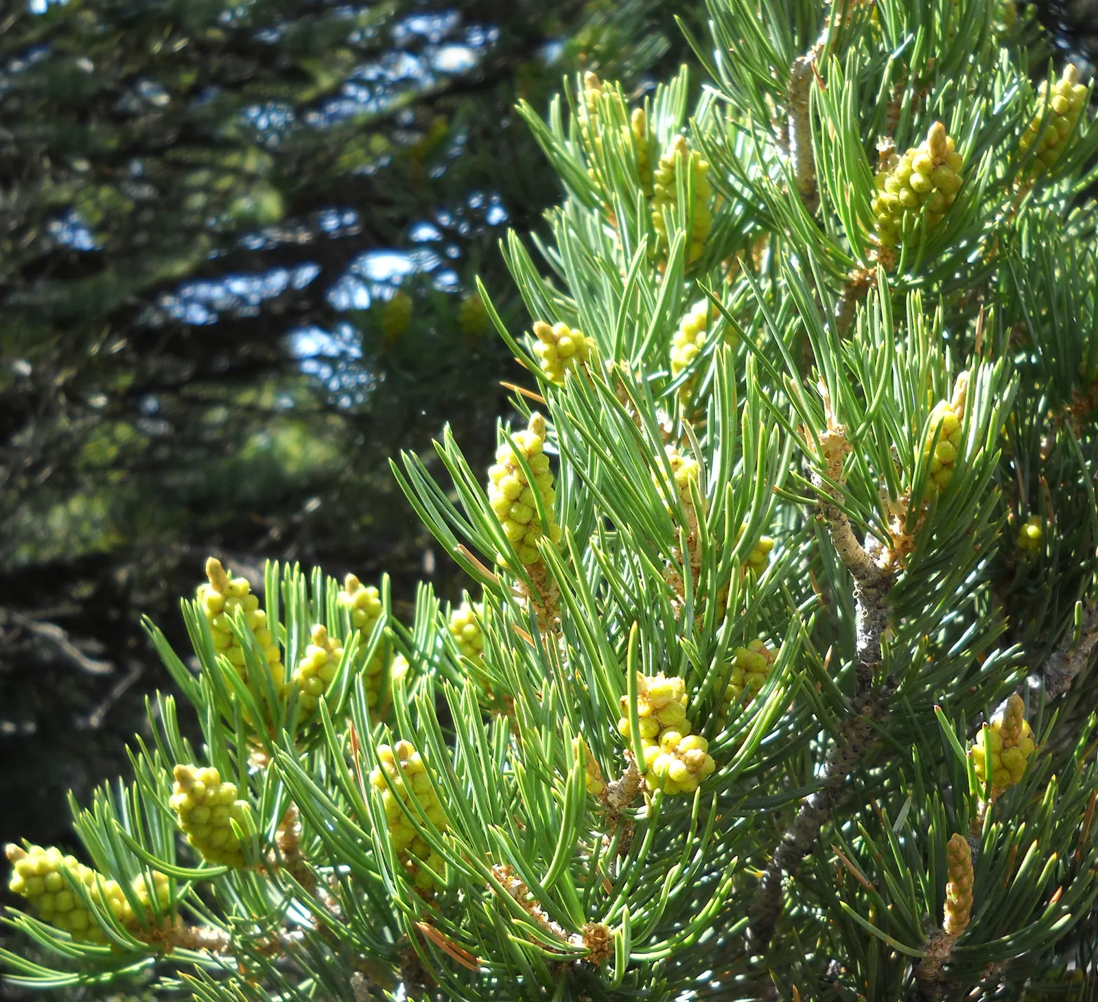 Pinon Pine, Pinyon Or Nut Pine (Pinus Edulis) — Pi√±on typically reaches a mature height of 10 to 20 feet and sports a similarly wide canopy spread