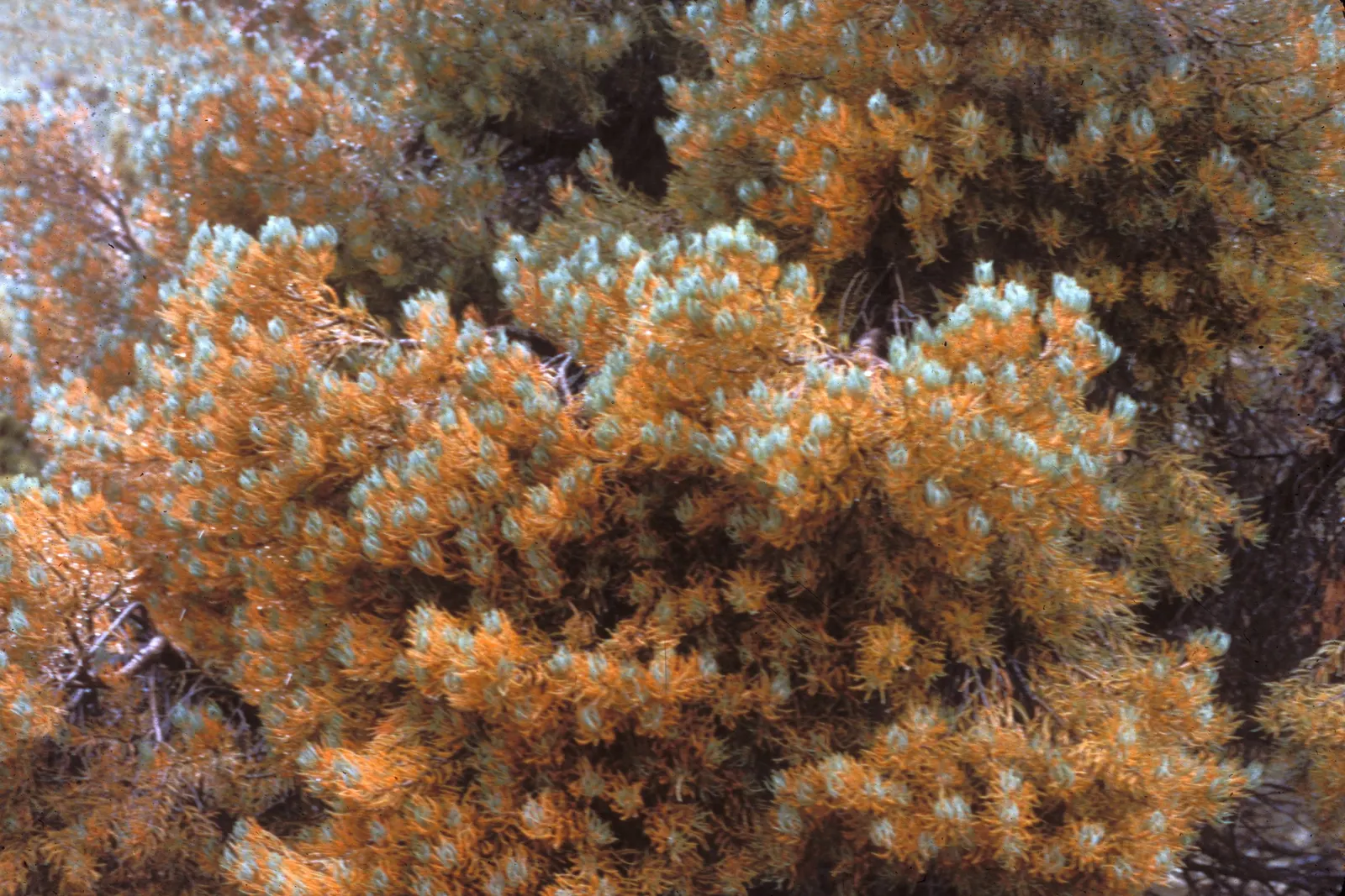 Pinon Pine, Pinyon Or Nut Pine (Pinus Edulis) — commonly referred to as the Pi√±on Pine