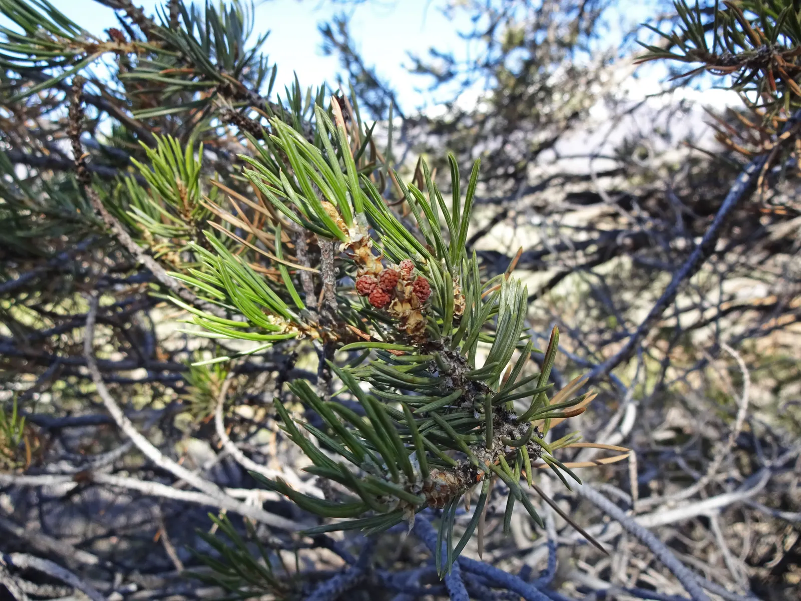 Pinon Pine, Pinyon Or Nut Pine (Pinus Edulis) — naturalistic appeal to landscapes