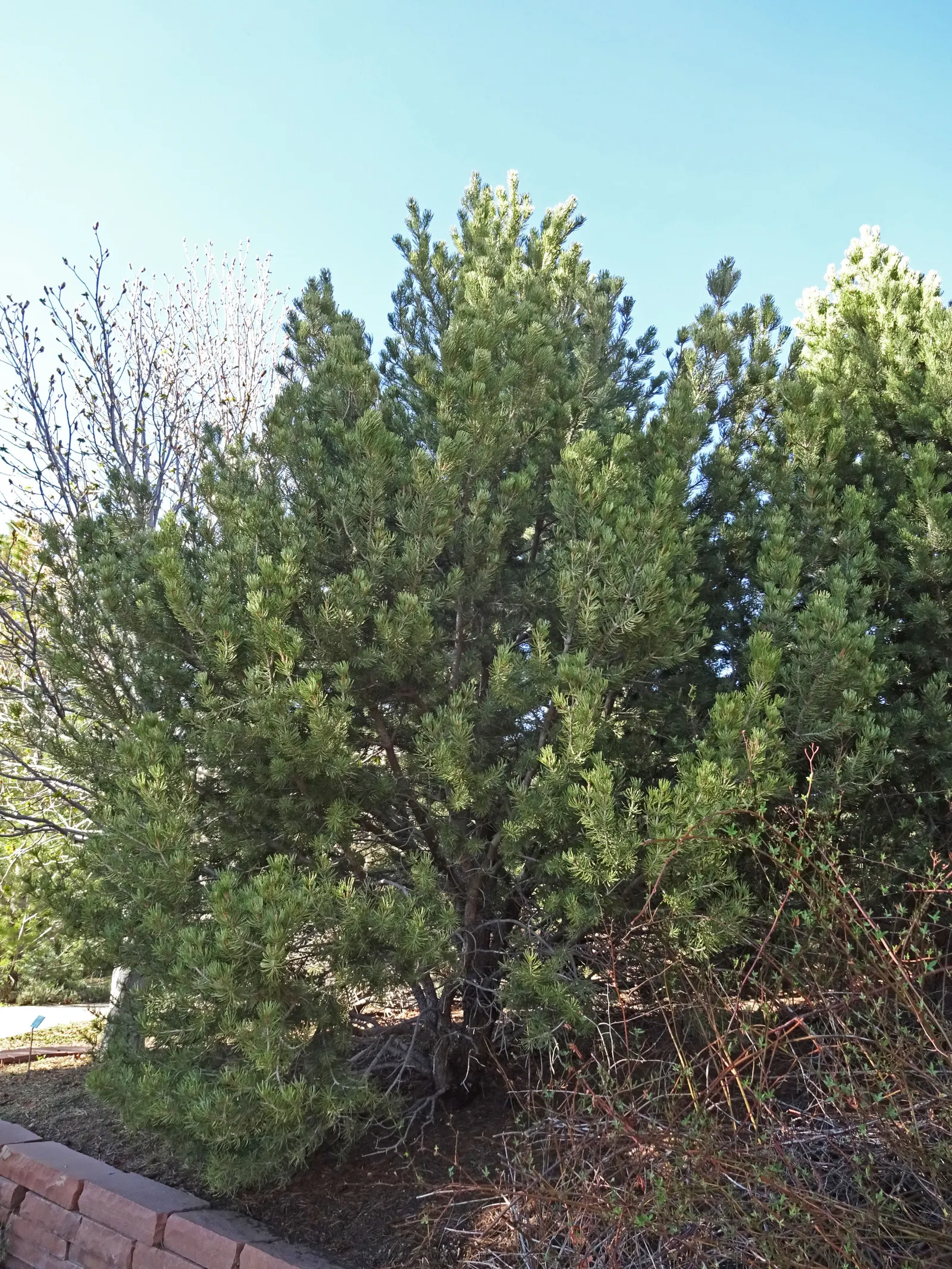 Pinon Pine, Pinyon Or Nut Pine (Pinus Edulis) — commonly referred to as the Pi√±on Pine; the Pinon Pine (Pinus edulis)