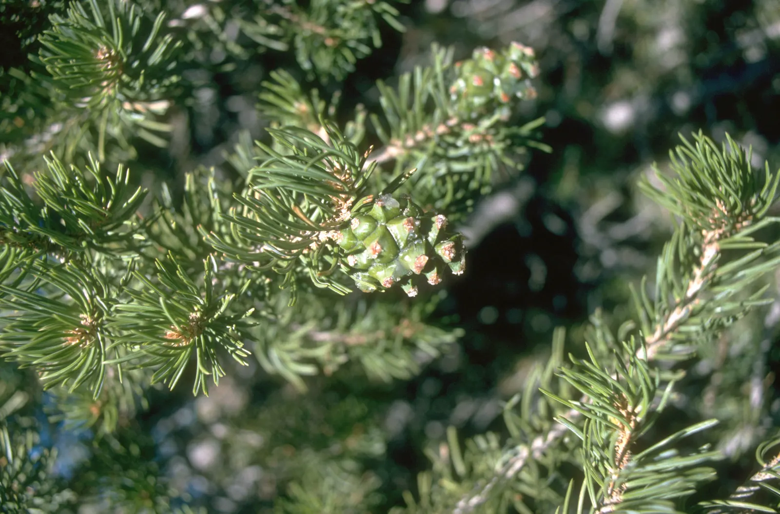 Pinon Pine, Pinyon Or Nut Pine (Pinus Edulis) — and offers habitat value for wildlife