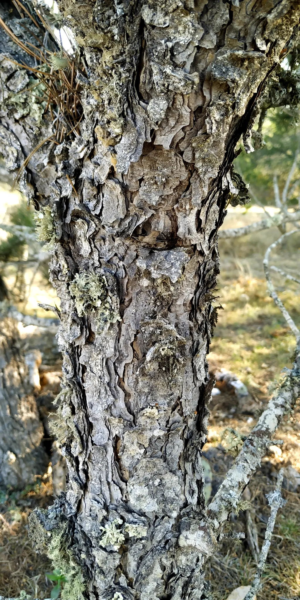 Pinon Pine, Pinyon Or Nut Pine (Pinus Edulis) — grows to an average height of 10-20 ft with a 10-15 ft spread; picturesque form often features a single or