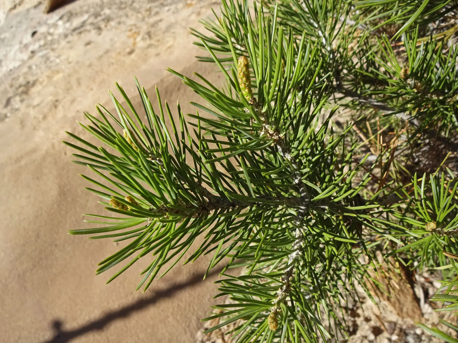 Pinon Pine, Pinyon Or Nut Pine (Pinus Edulis) — They thrive in USDA Hardiness Zones 5 through 7
