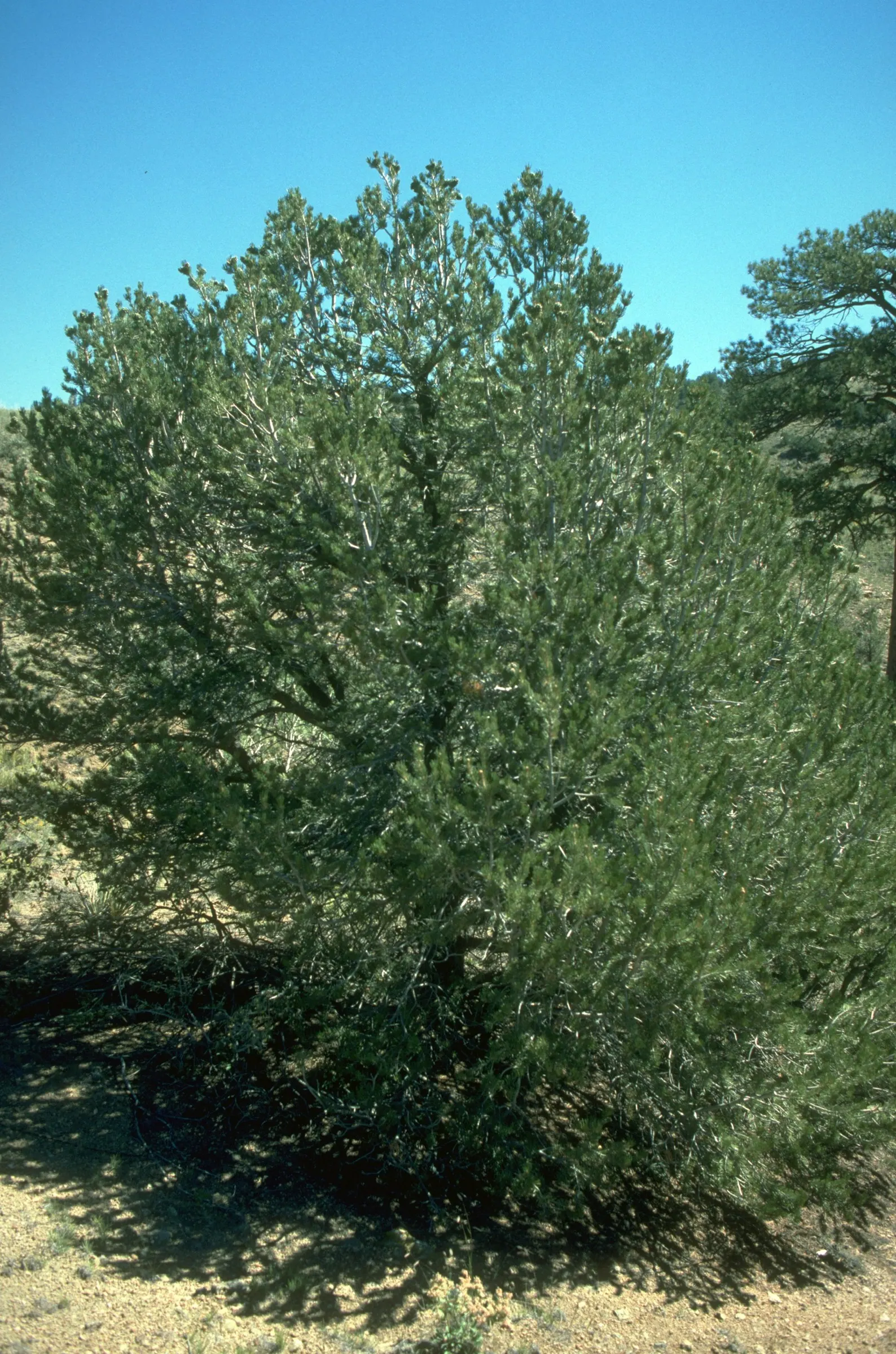 Pinon Pine, Pinyon Or Nut Pine (Pinus Edulis) — One of the most significant features of this species is its production of edible seeds