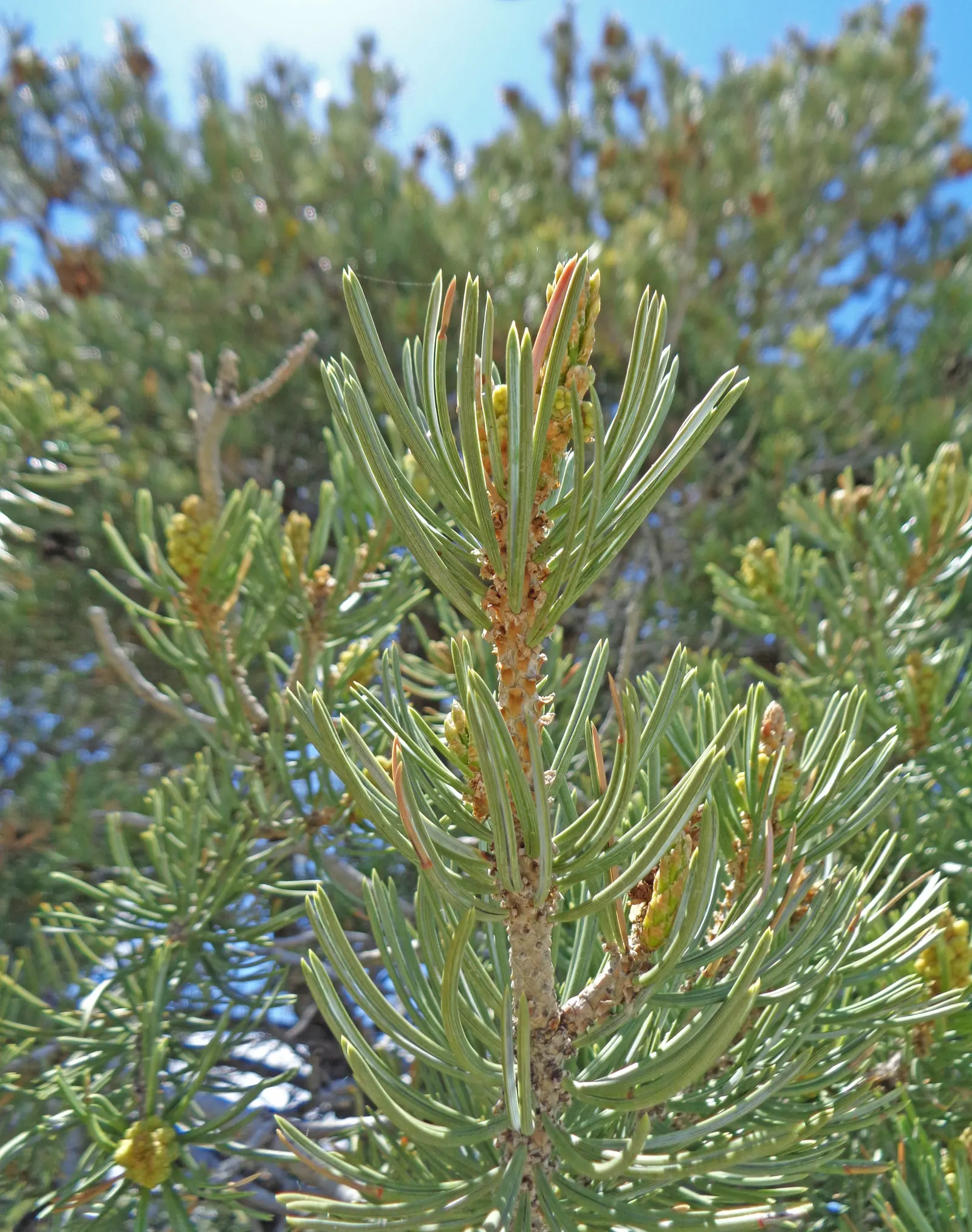 Pinon Pine, Pinyon Or Nut Pine (Pinus Edulis) — withstanding winter temperatures as low as -20 to -10 degrees Fahrenheit