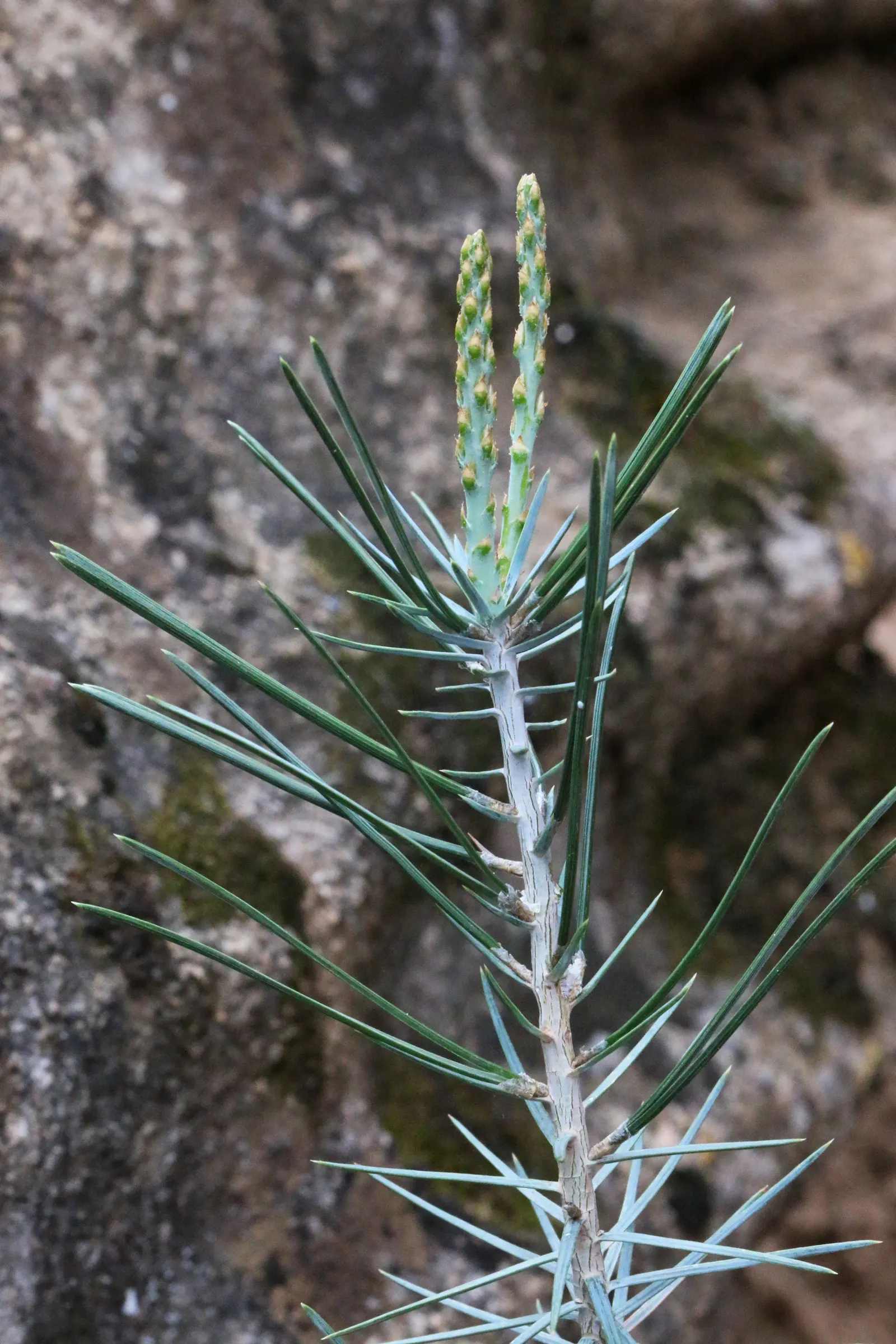 Pinon Pine, Pinyon Or Nut Pine (Pinus Edulis) — The Pinon Pine (Pinus edulis)