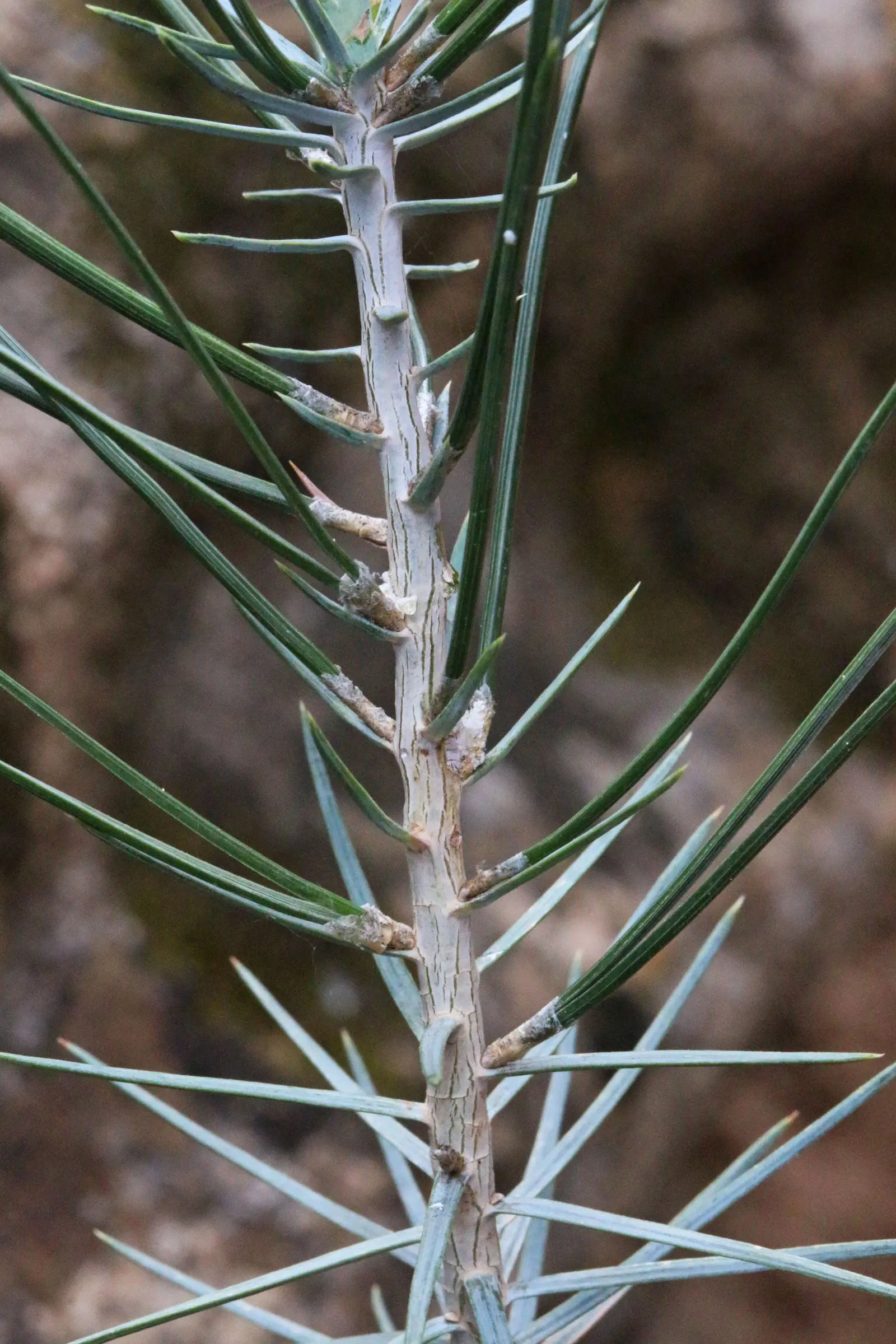 Pinon Pine, Pinyon Or Nut Pine (Pinus Edulis) — is a compact and robust evergreen species endemic to the Southwestern United States