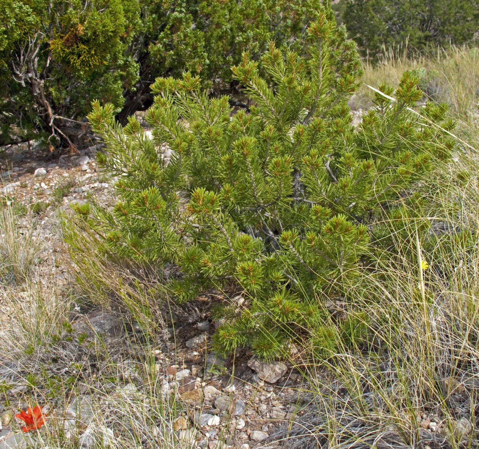 Pinon Pine, Pinyon Or Nut Pine (Pinus Edulis) — grows to an average height of 10-20 ft with a 10-15 ft spread