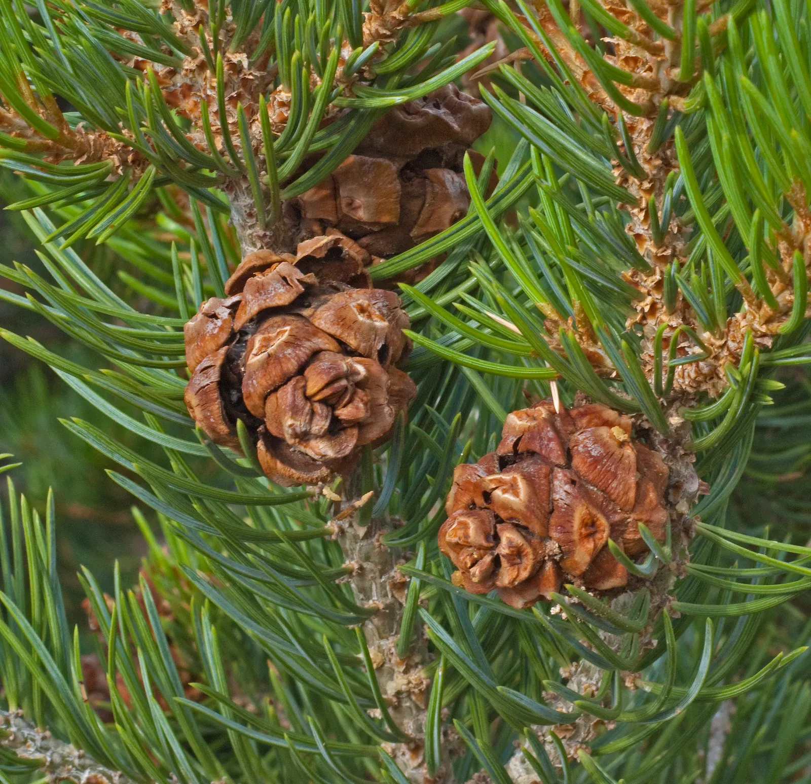Pinon Pine, Pinyon Or Nut Pine (Pinus Edulis) — the Pi√±on Pine is a staple in native and water-conserving landscapes