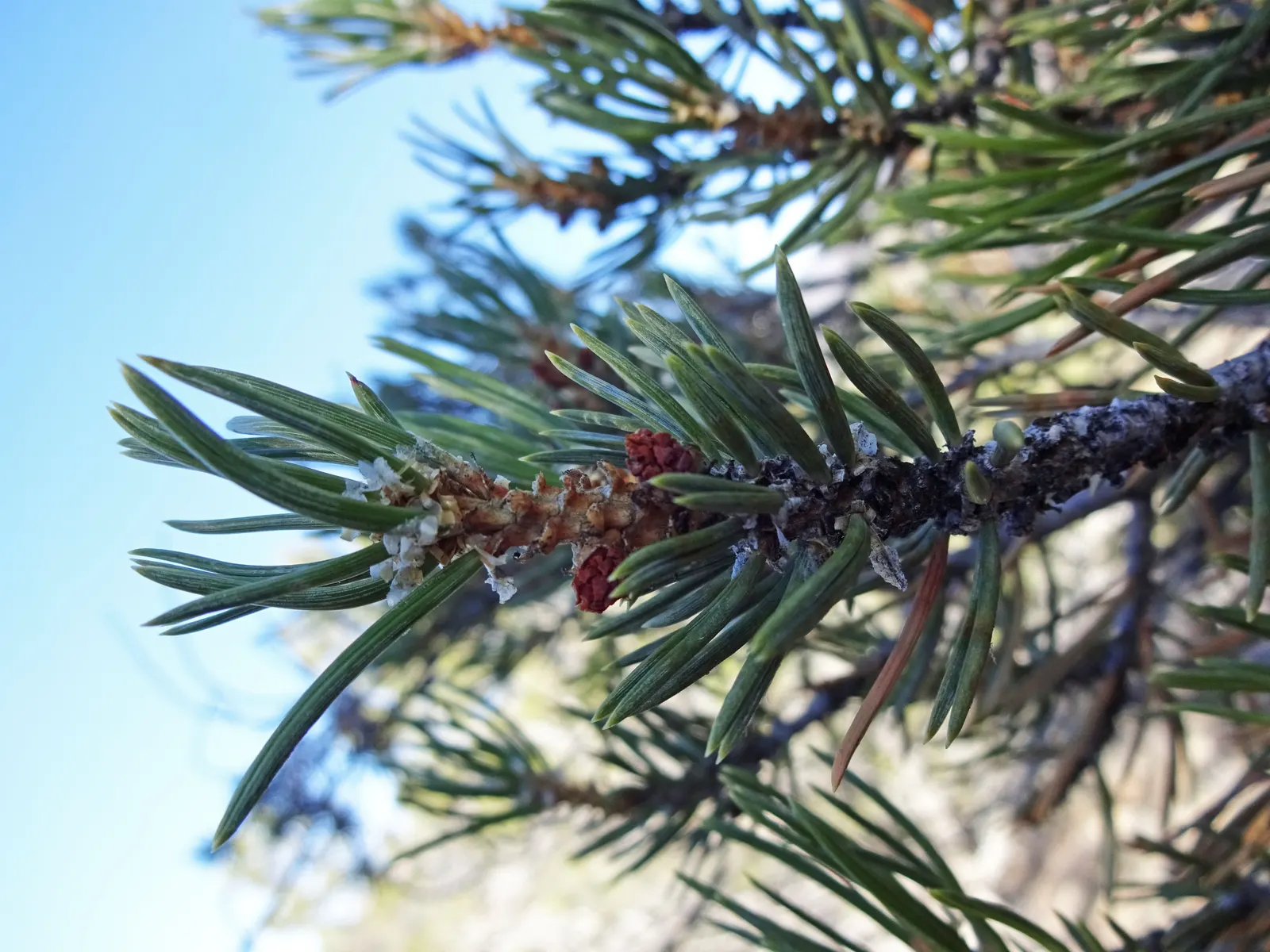 Pinon Pine, Pinyon Or Nut Pine (Pinus Edulis) — with a dense crown of short; prized for its edible nuts, this slow-growing conifer thrives in arid conditions