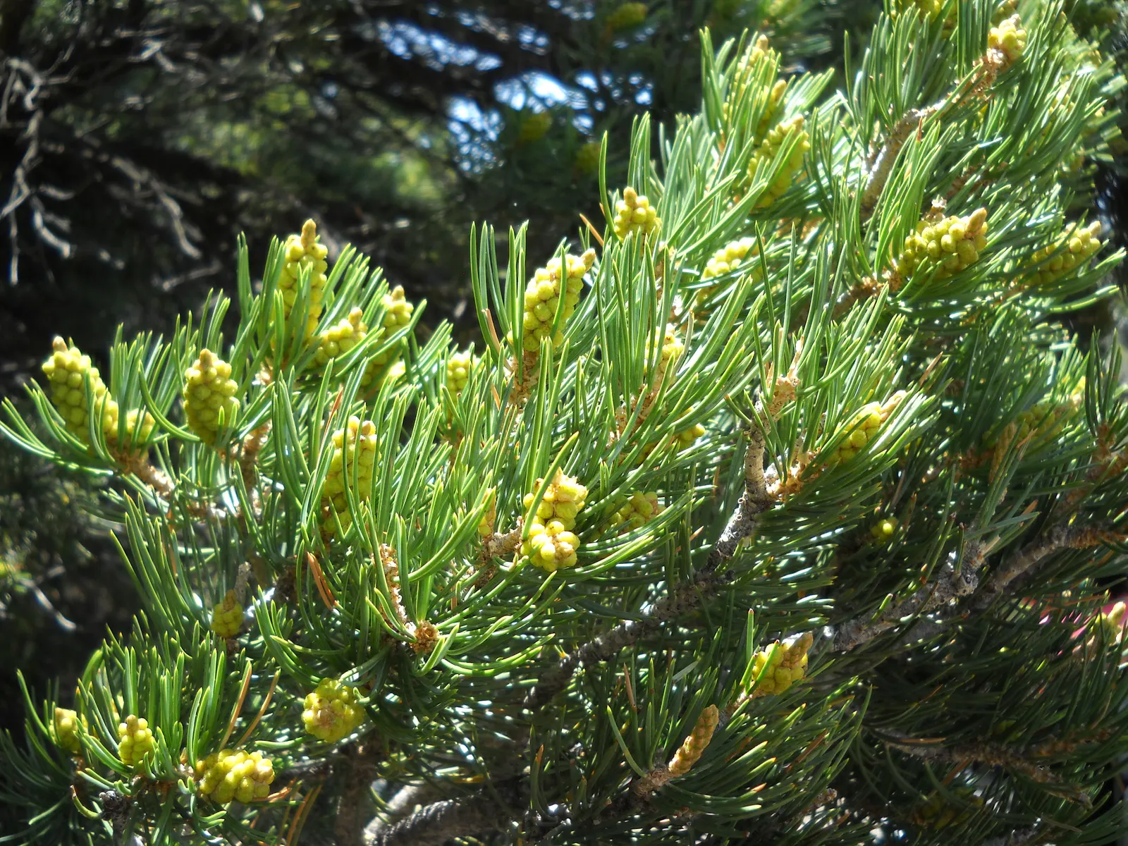 Pinon Pine, Pinyon Or Nut Pine (Pinus Edulis) — sturdy branches adorned by needles in pairs