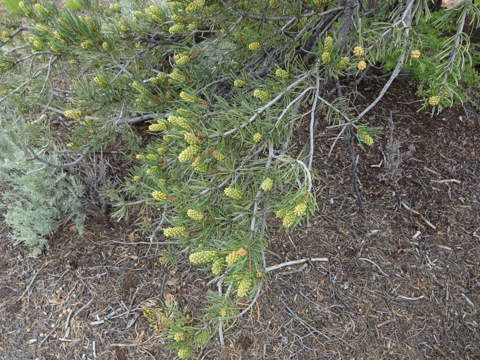 Pinon Pine, Pinyon Or Nut Pine (Pinus Edulis) — as well as a traditional human foodstuff.<br><br>Adapted to arid environments