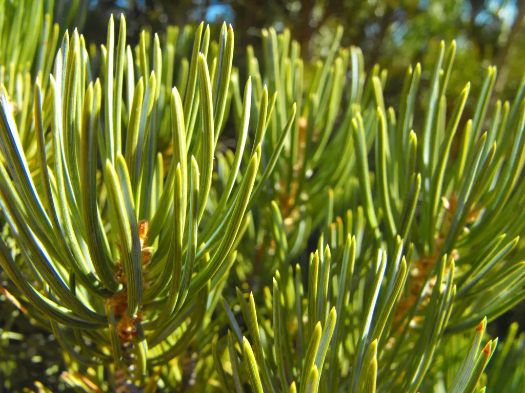 Pinon Pine, Pinyon Or Nut Pine (Pinus Edulis) — It is drought-tolerant once established; and offers habitat value for wildlife