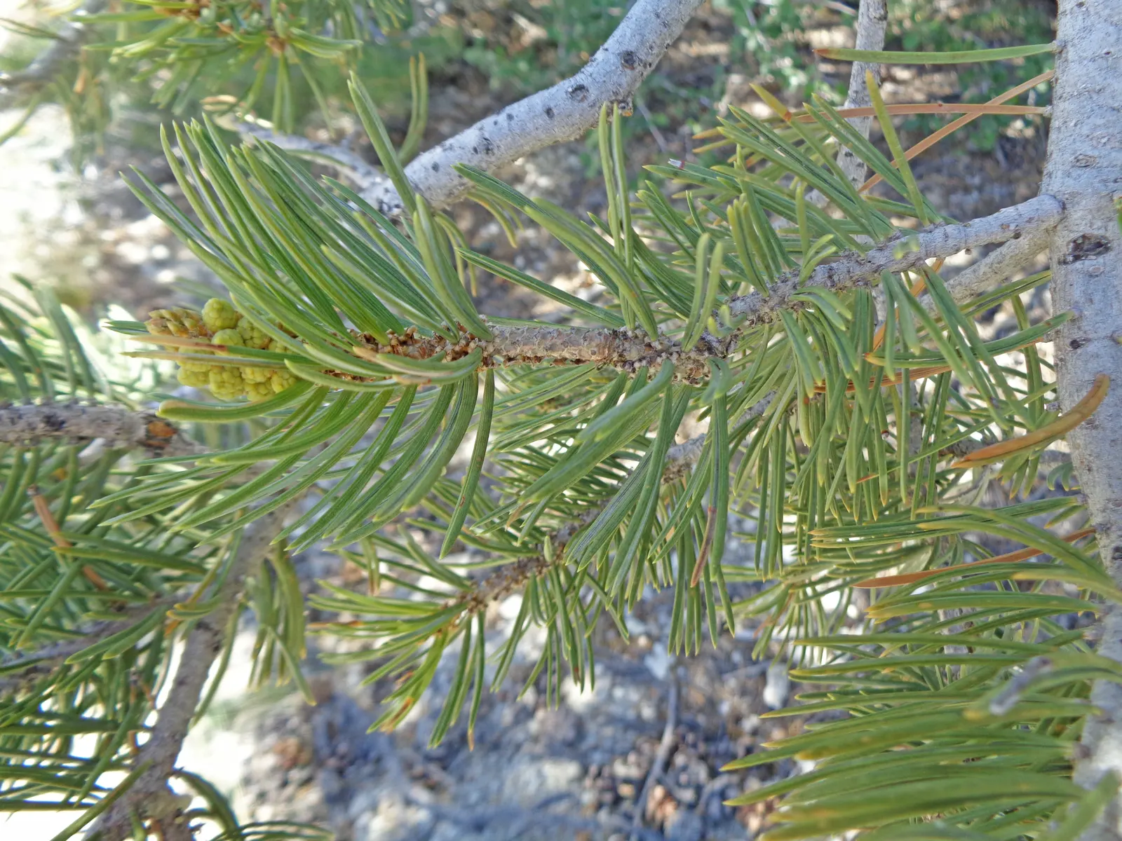 Pinon Pine, Pinyon Or Nut Pine (Pinus Edulis) — The Pinon Pine (Pinus edulis); it features a rounded, compact form and dense foliage with short, bluish-green